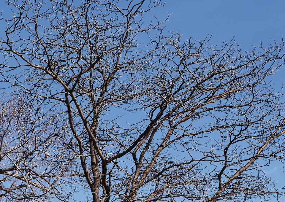 Free download high resolution image - free image free photo free stock image public domain picture  Trees in Winter