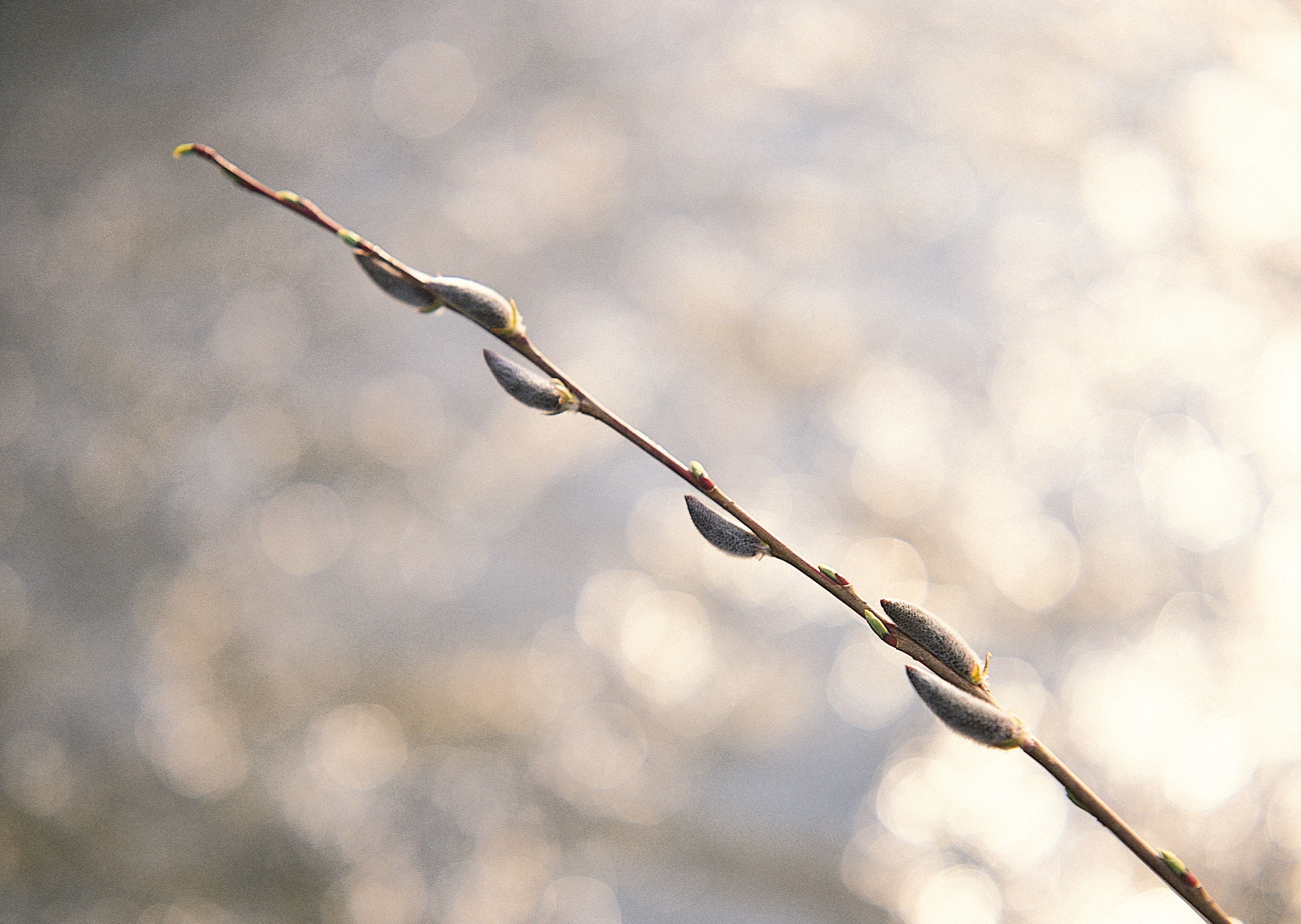 Free download high resolution image - free image free photo free stock image public domain picture -Pussywillows branch