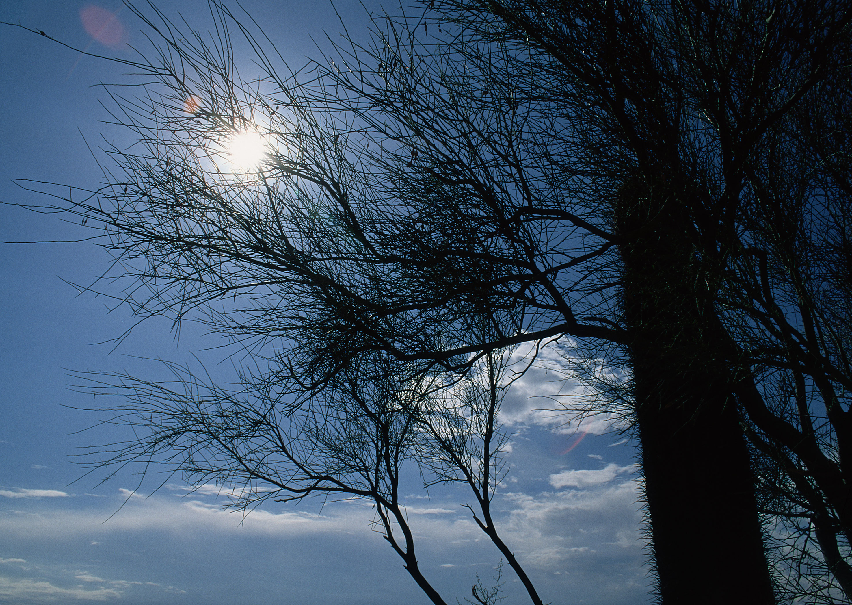 Free download high resolution image - free image free photo free stock image public domain picture -bare tree branches against the blue sky and sun