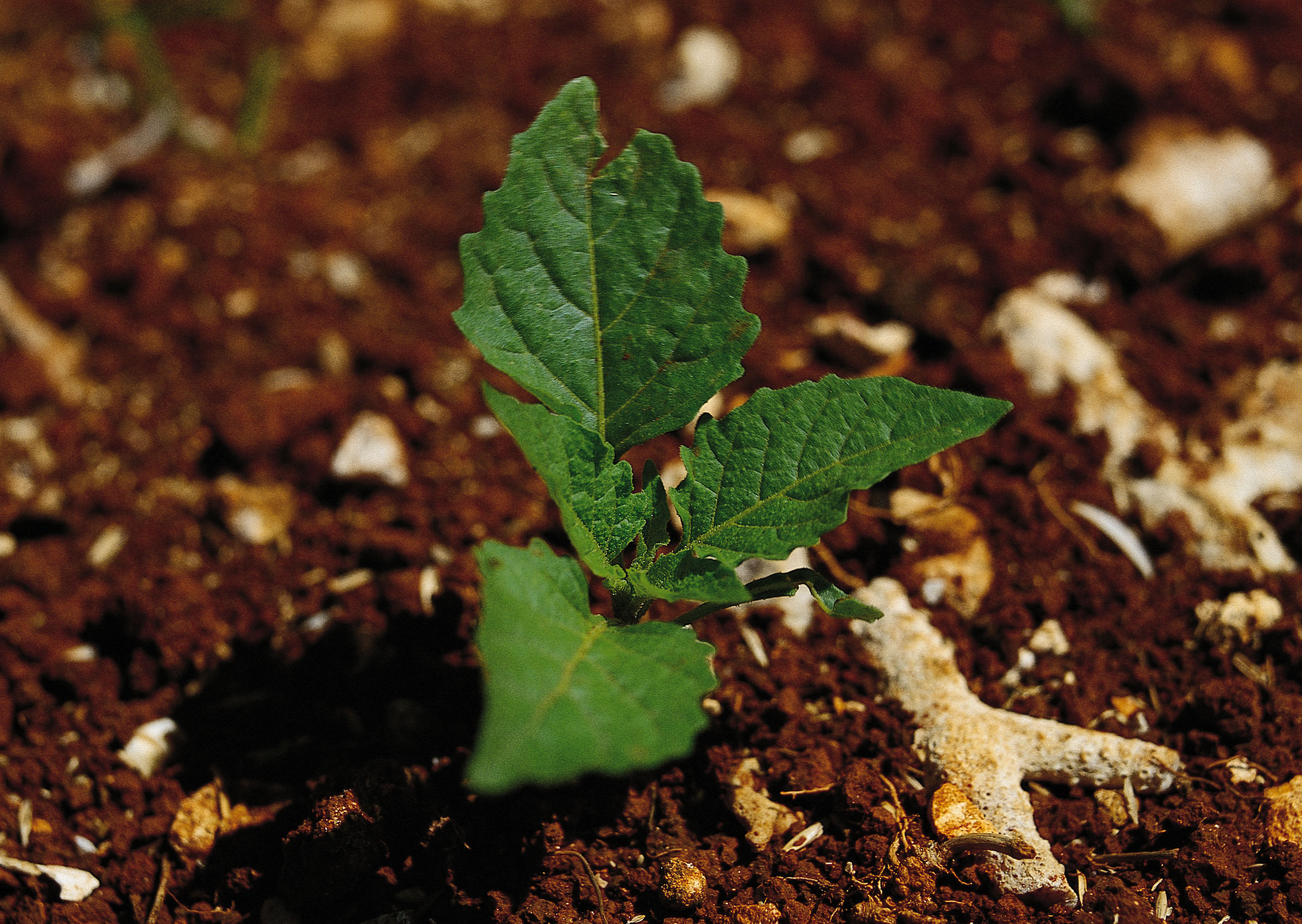 Free download high resolution image - free image free photo free stock image public domain picture -wild Sprout growing in the soil