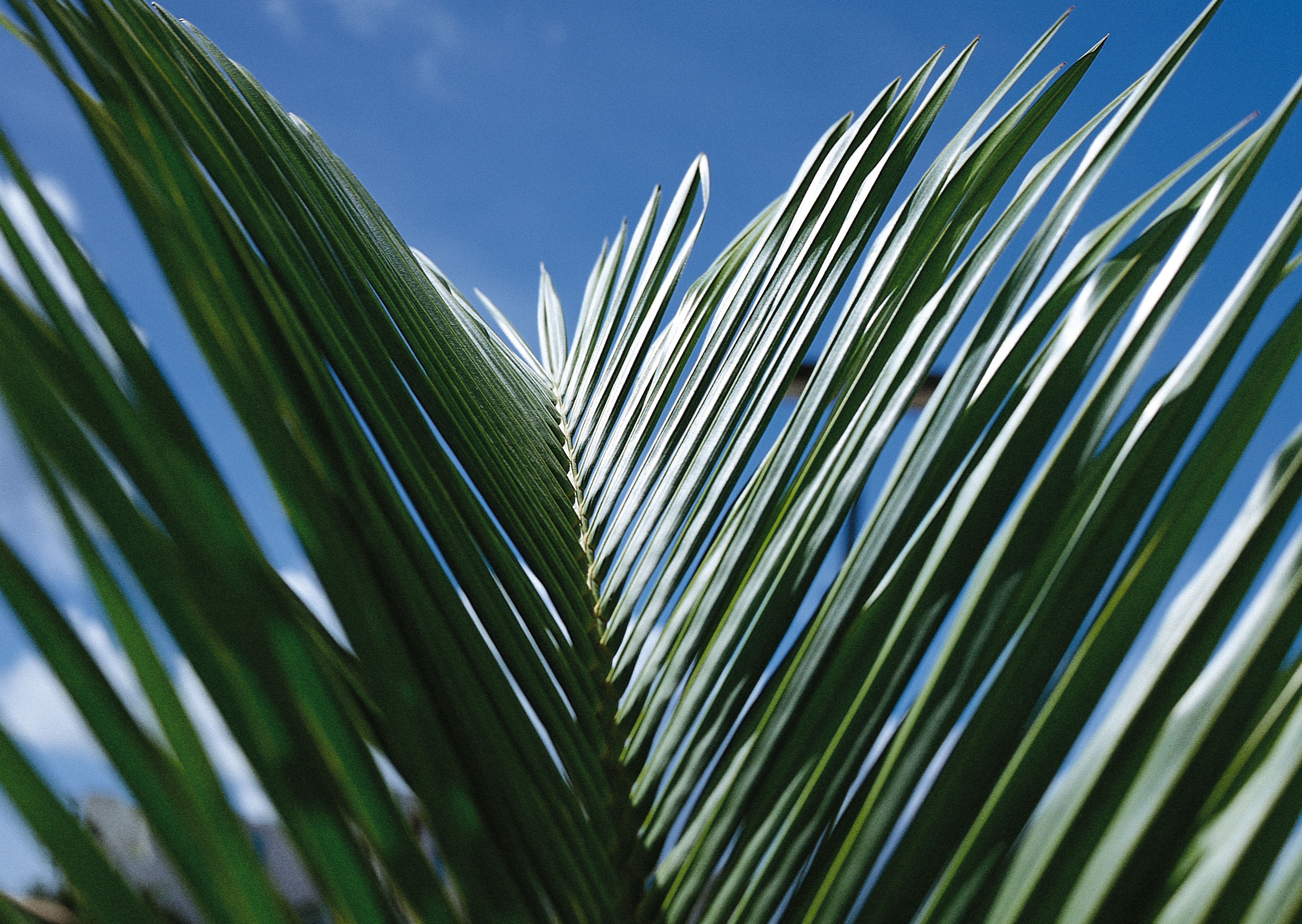 Free download high resolution image - free image free photo free stock image public domain picture -Palm leaves.