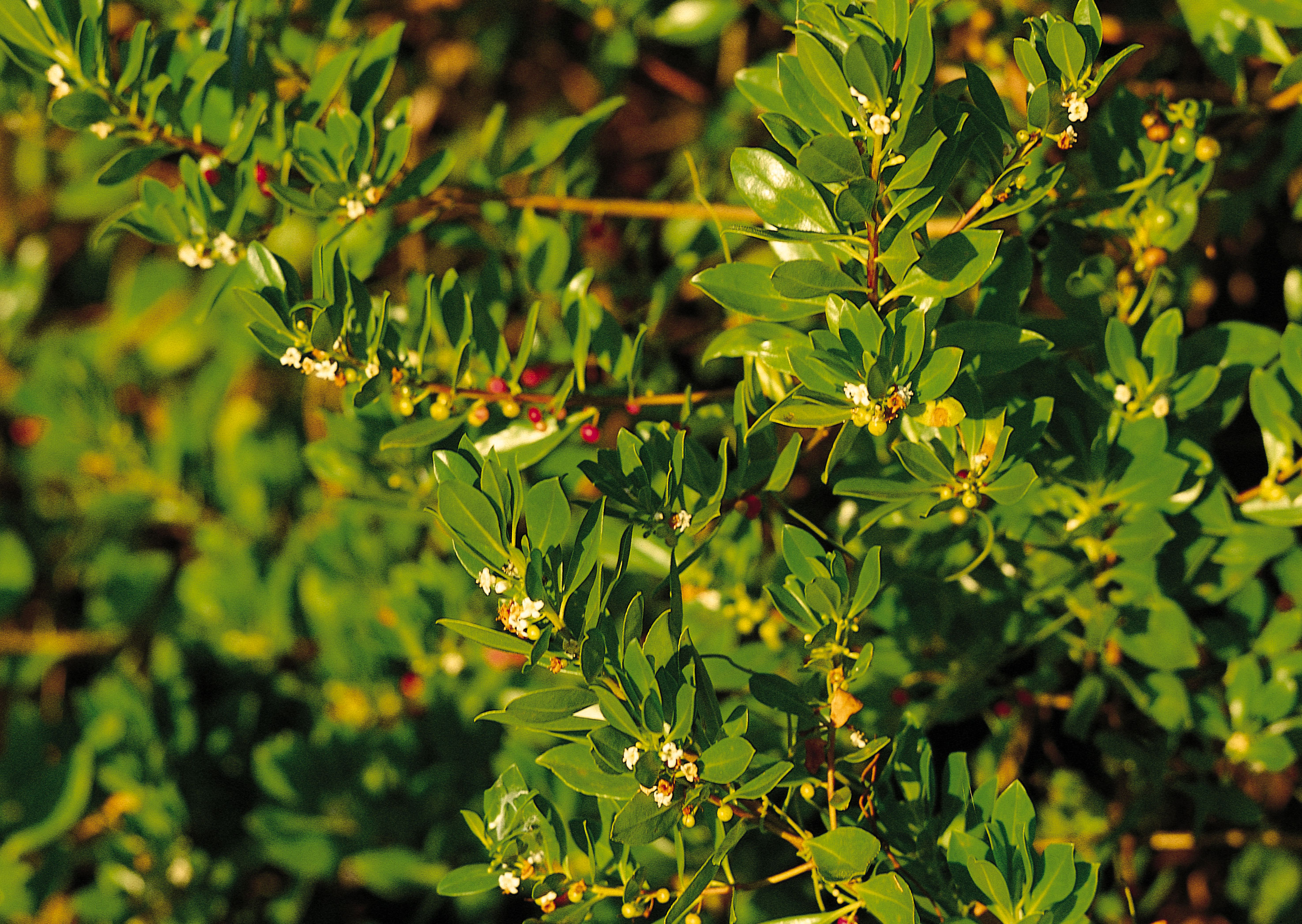 Free download high resolution image - free image free photo free stock image public domain picture -Euonymus fortunei (common names spindle or fortune's spindle,