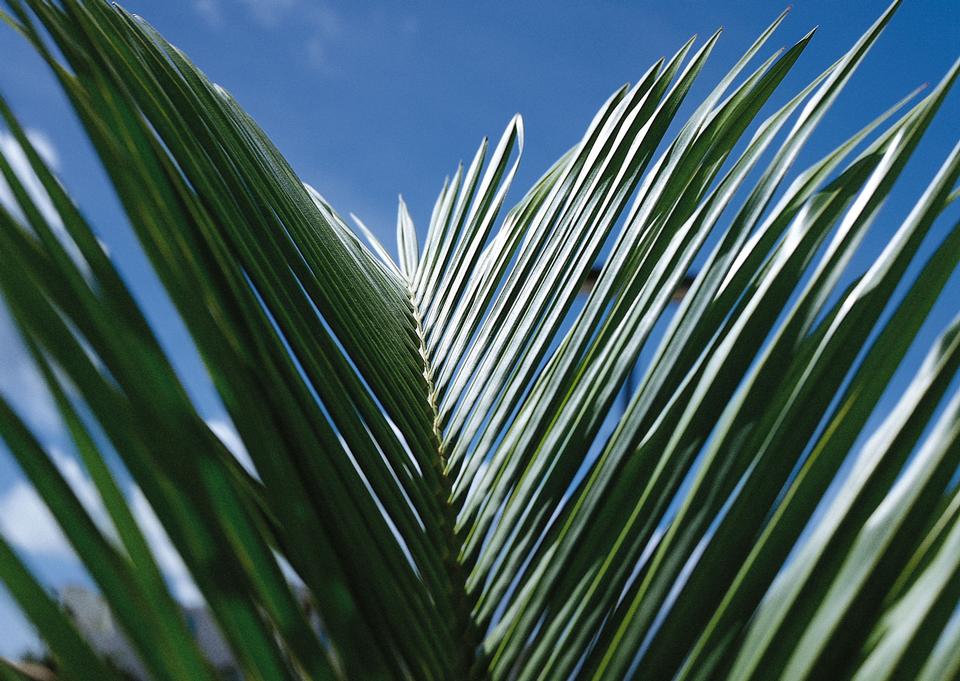 Free download high resolution image - free image free photo free stock image public domain picture  Palm leaves.