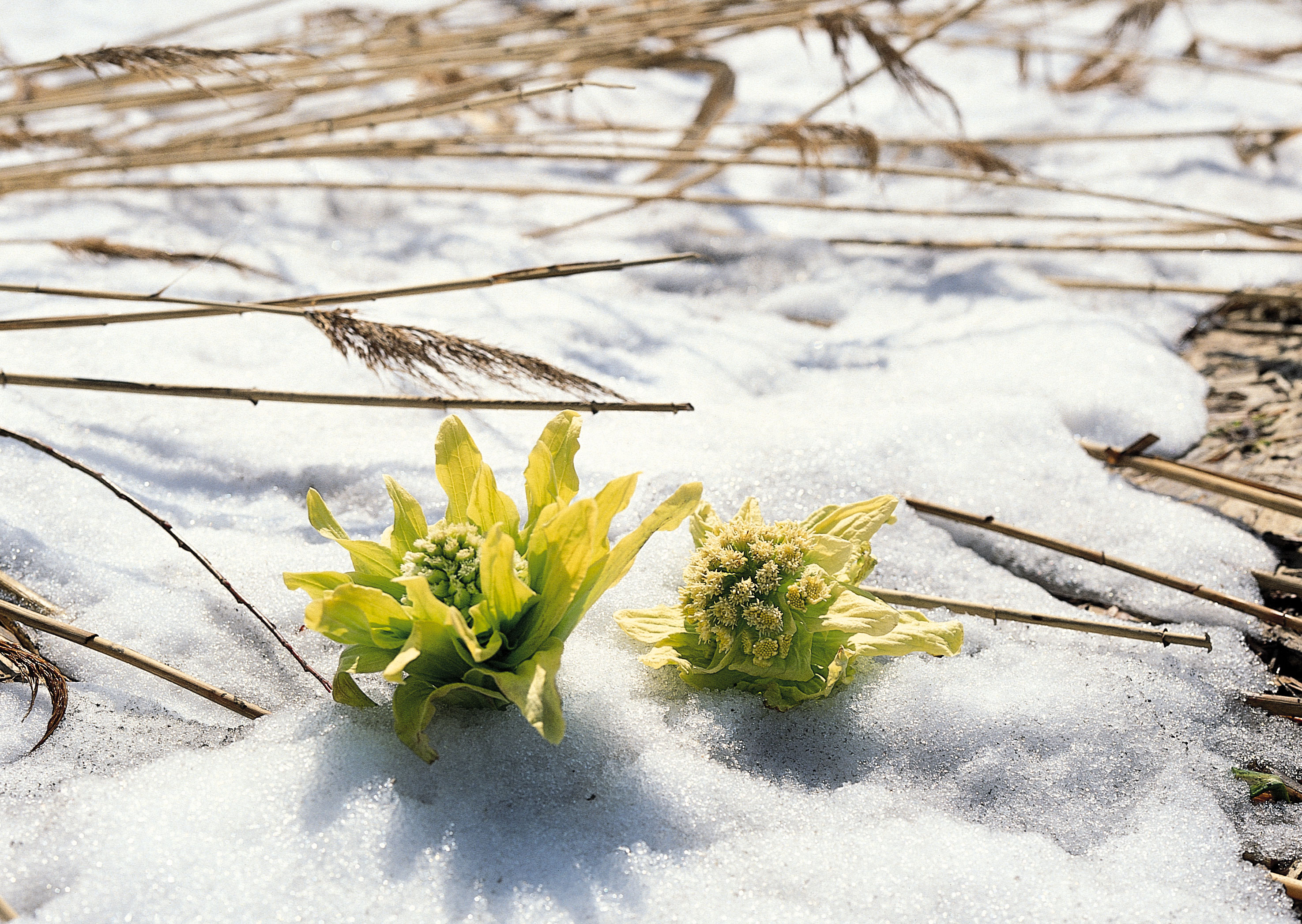 Free download high resolution image - free image free photo free stock image public domain picture -yellow snowdrop in high mountain valley