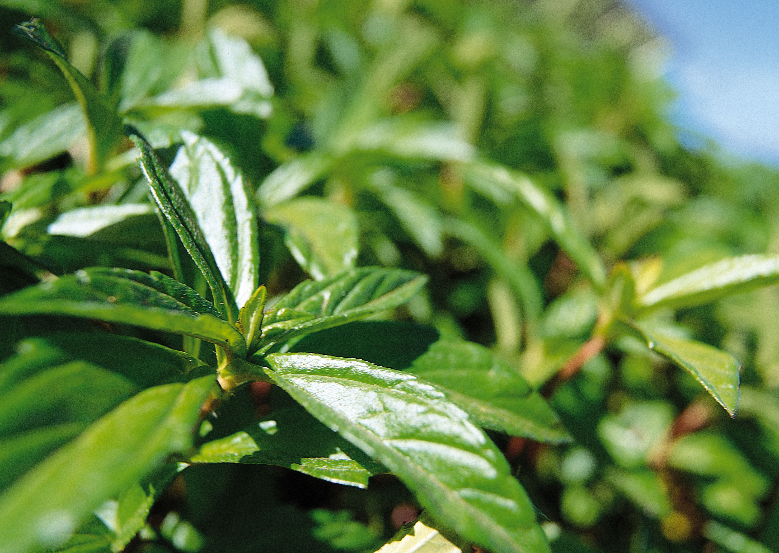 Free download high resolution image - free image free photo free stock image public domain picture -Tea plant