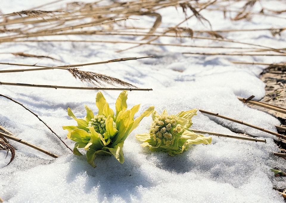 Free download high resolution image - free image free photo free stock image public domain picture  yellow snowdrop in high mountain valley