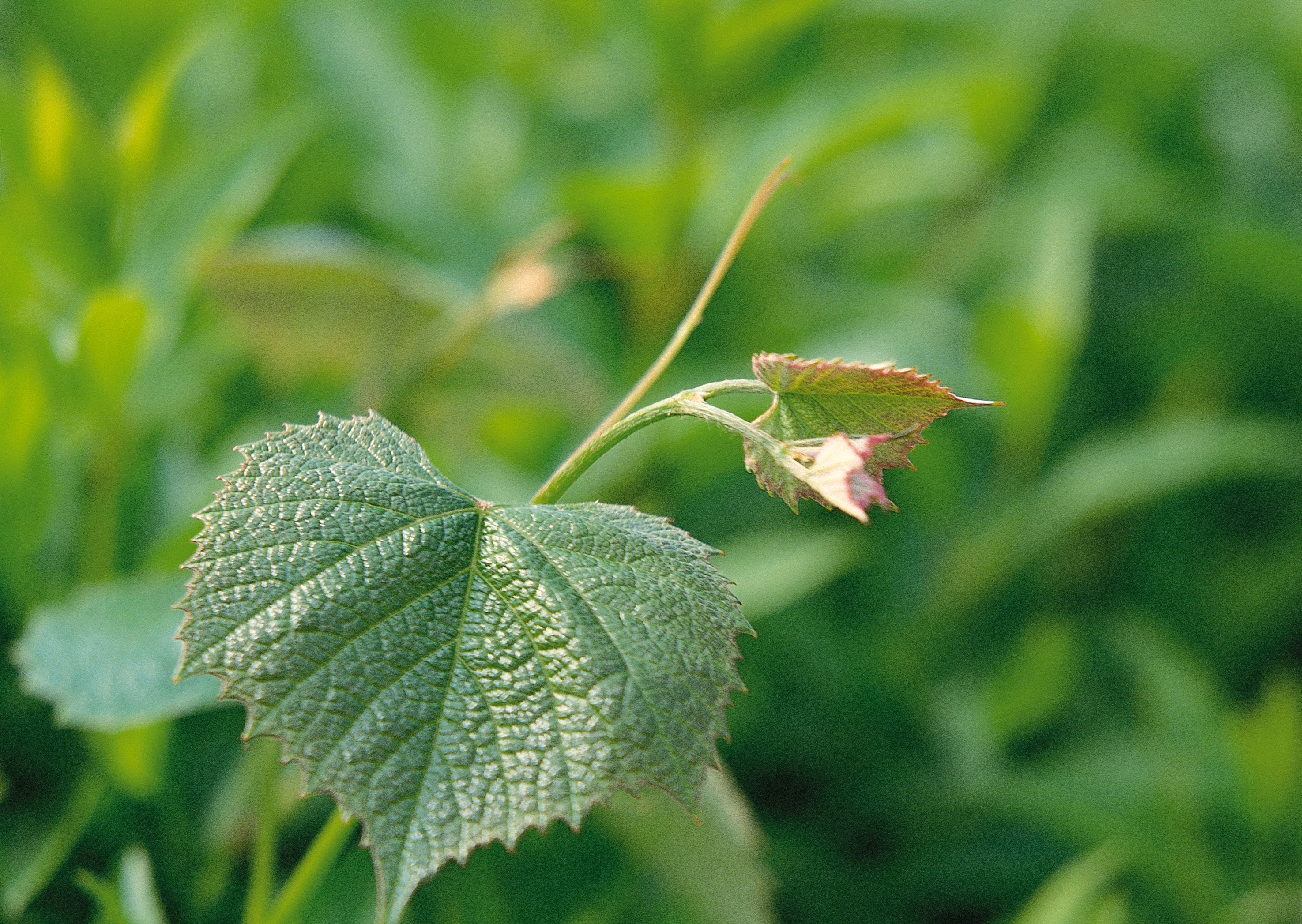 Free download high resolution image - free image free photo free stock image public domain picture -leaf with flowers