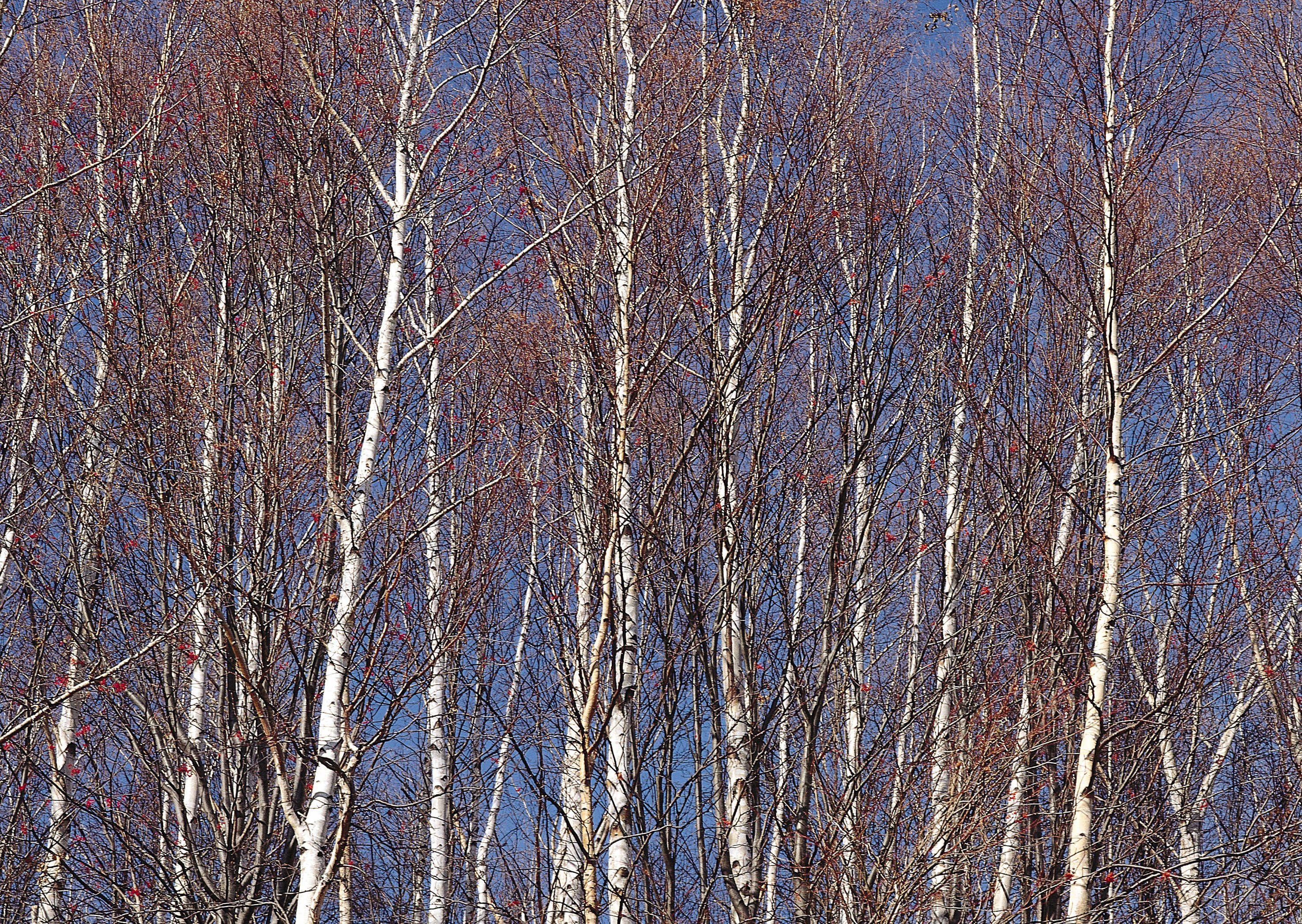 Free download high resolution image - free image free photo free stock image public domain picture -Birch Grove.Winter.