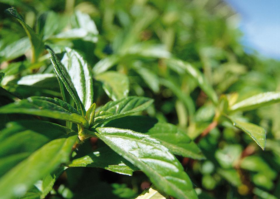 Free download high resolution image - free image free photo free stock image public domain picture  Tea plant