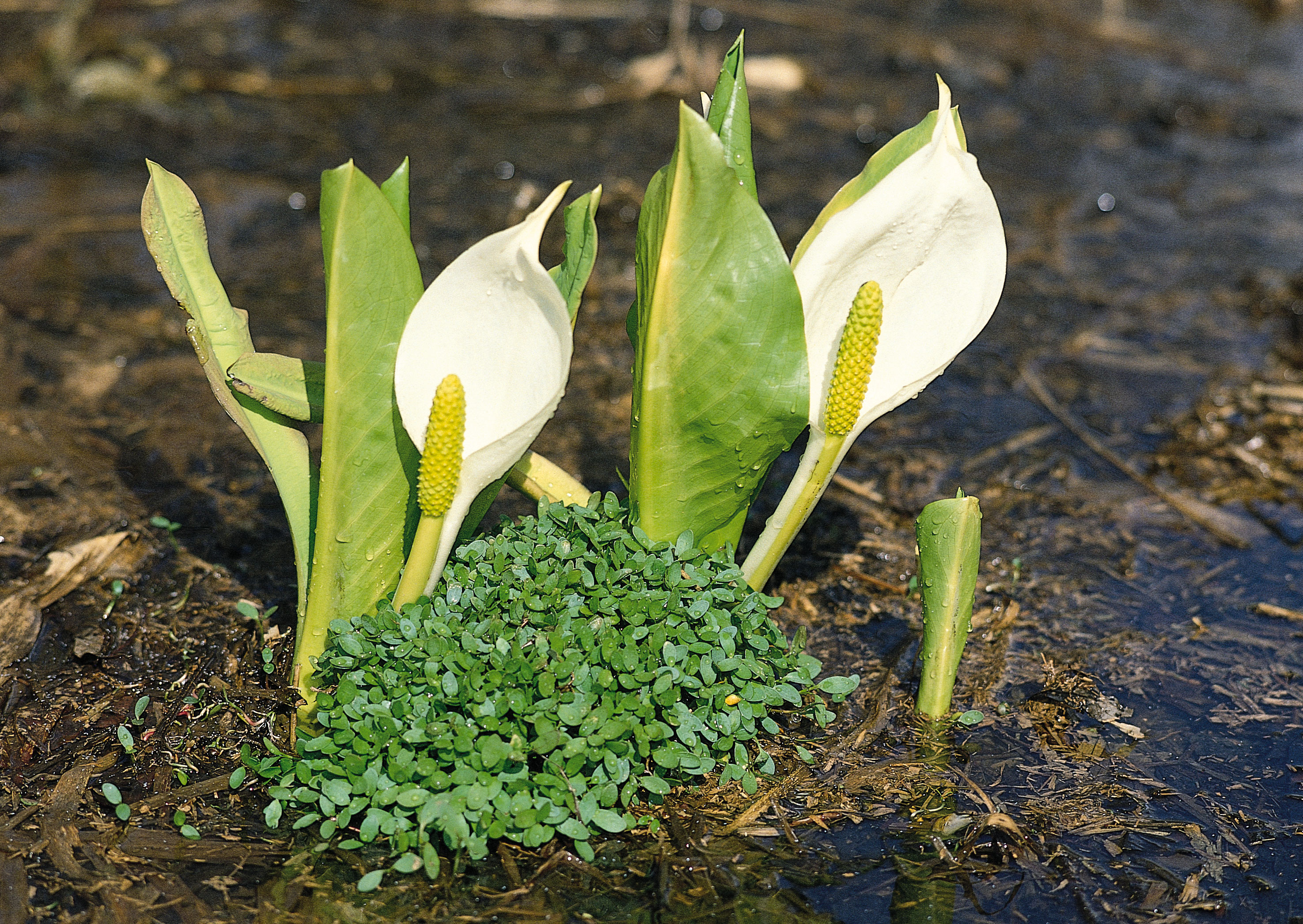 Free download high resolution image - free image free photo free stock image public domain picture -Arum maculatum in habitat. Aka snakeshead, adder's root,