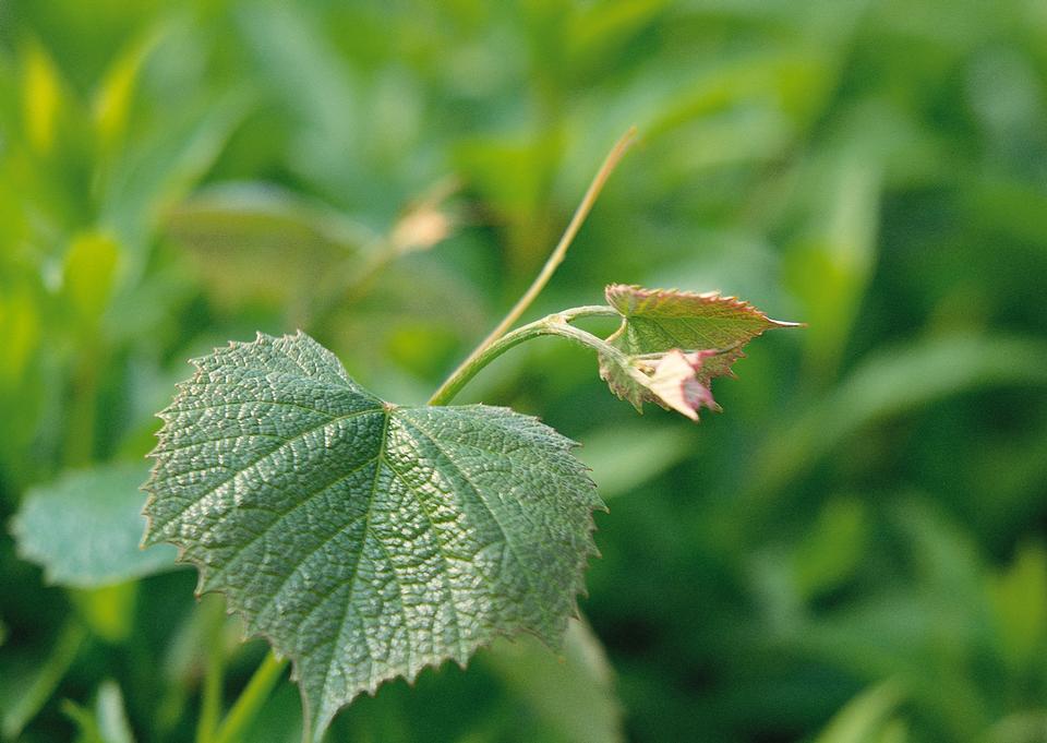 Free download high resolution image - free image free photo free stock image public domain picture  leaf with flowers