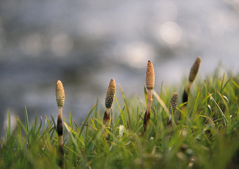 Free download high resolution image - free image free photo free stock image public domain picture  Natural background with sprouting plants