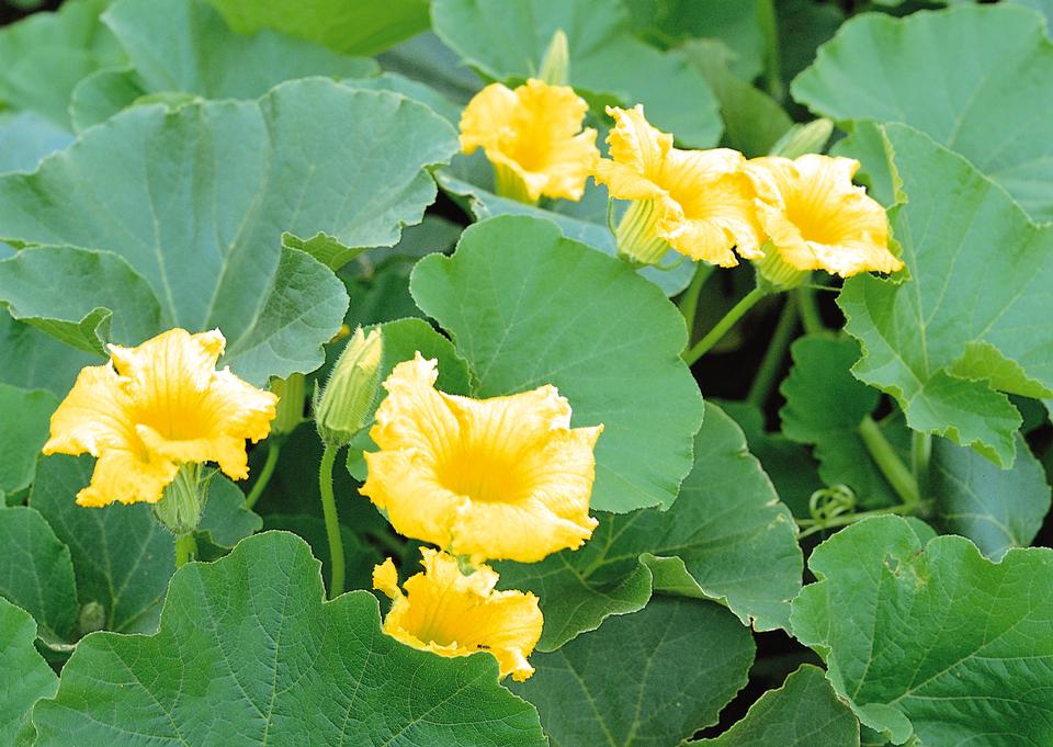 Free download high resolution image - free image free photo free stock image public domain picture  Pumpkin blossom