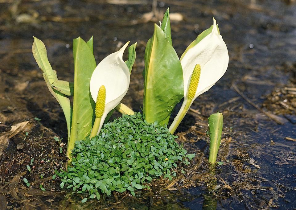 Free download high resolution image - free image free photo free stock image public domain picture  Arum maculatum in habitat. Aka snakeshead, adder's root,