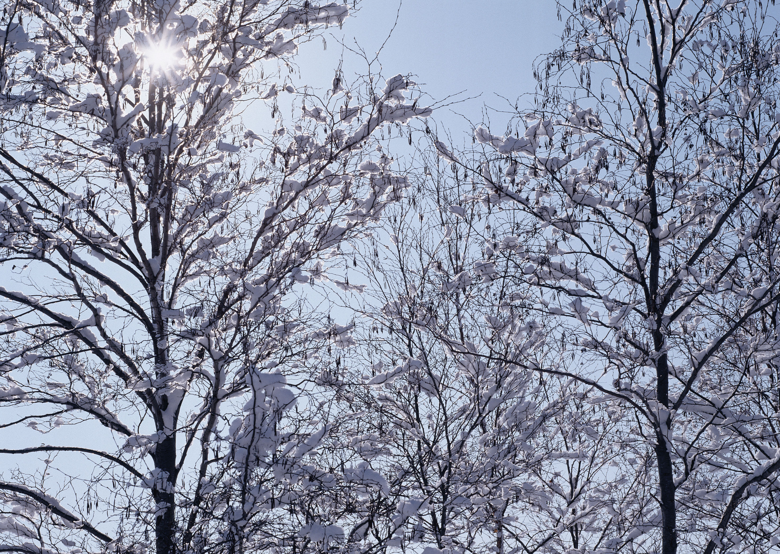 Free download high resolution image - free image free photo free stock image public domain picture -landscape snow trees dense forest in winter