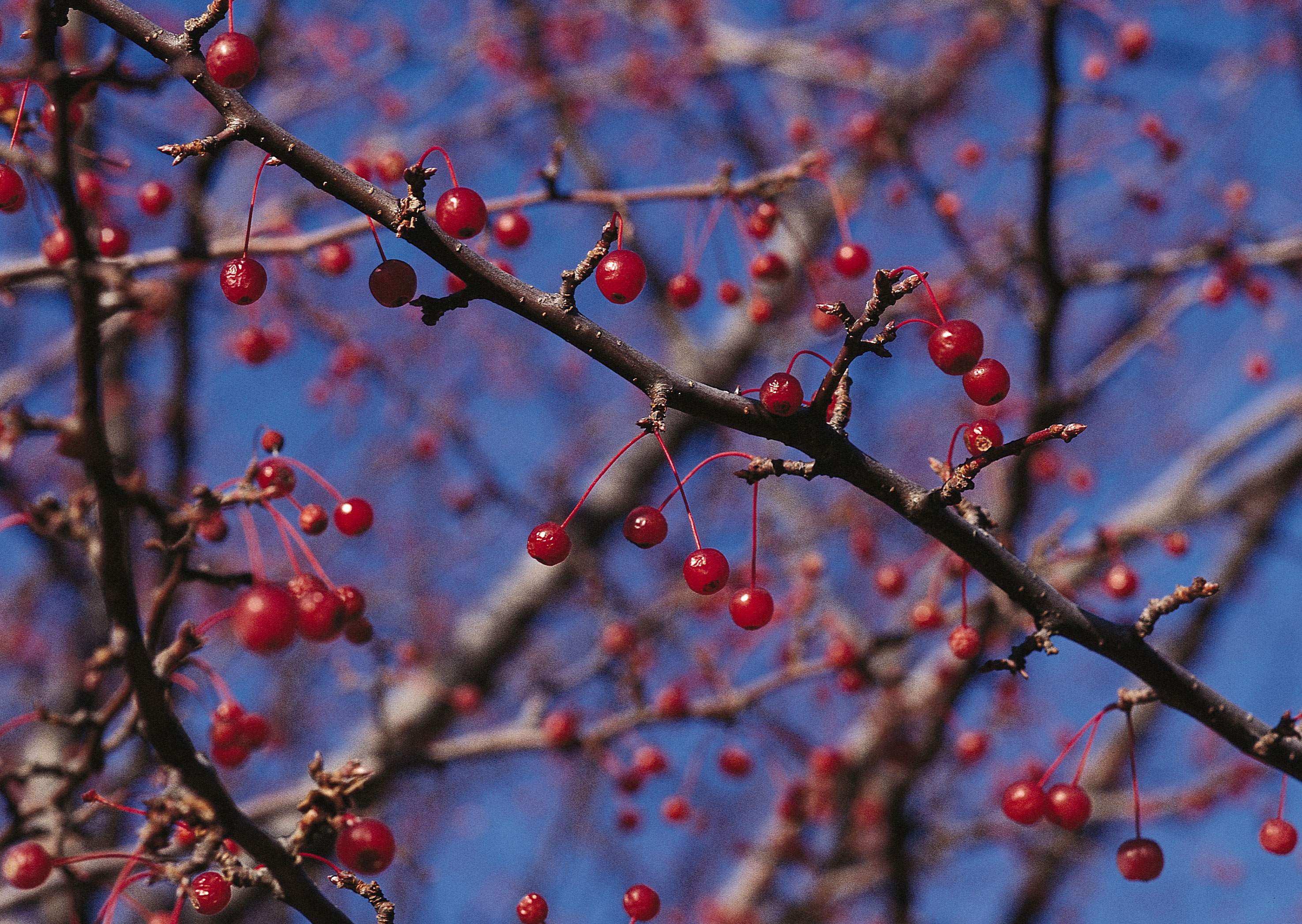 Free download high resolution image - free image free photo free stock image public domain picture -Cherry tree with ripe cherries