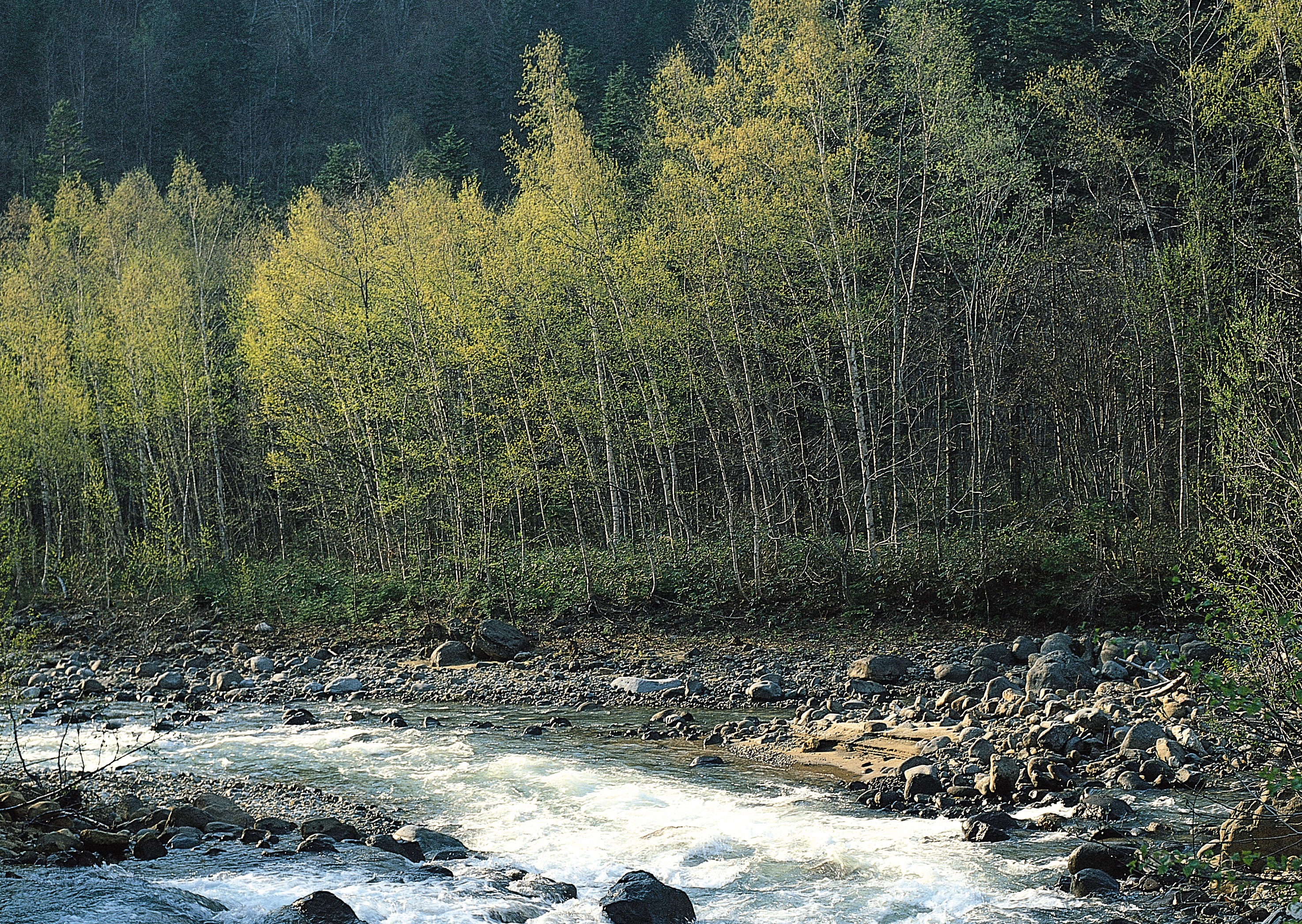 Free download high resolution image - free image free photo free stock image public domain picture -mountain river in summer.