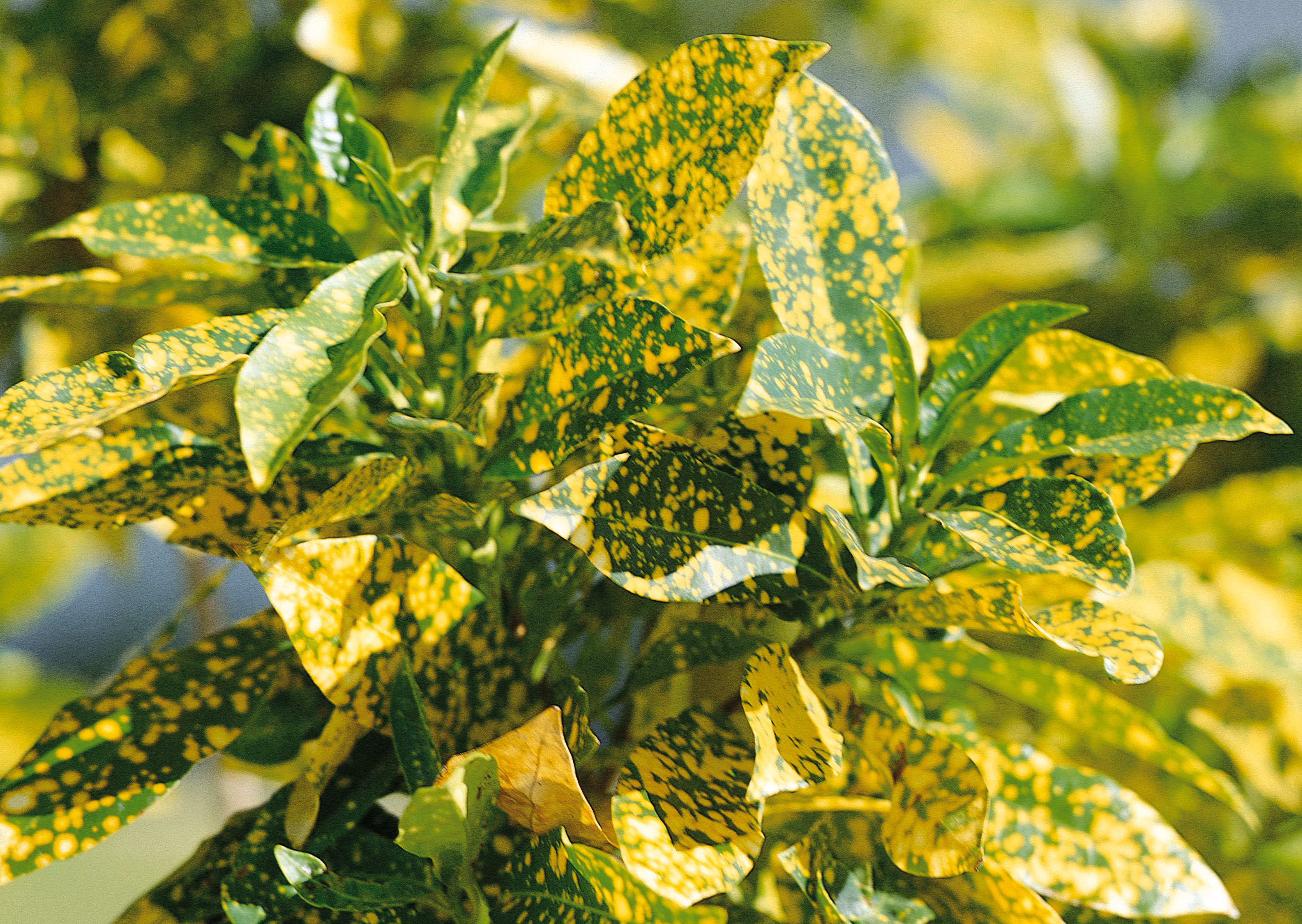 Free download high resolution image - free image free photo free stock image public domain picture -Euonymus fortunei foliage duocolor shrub Emeraldn Gold variegated