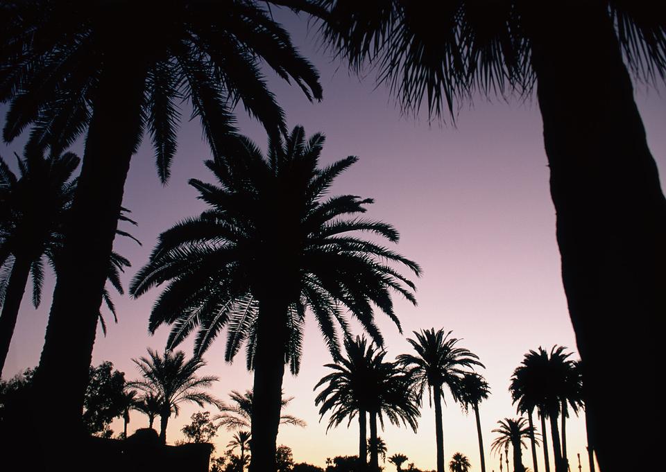 Free download high resolution image - free image free photo free stock image public domain picture  palm trees on the background of a beautiful sunset