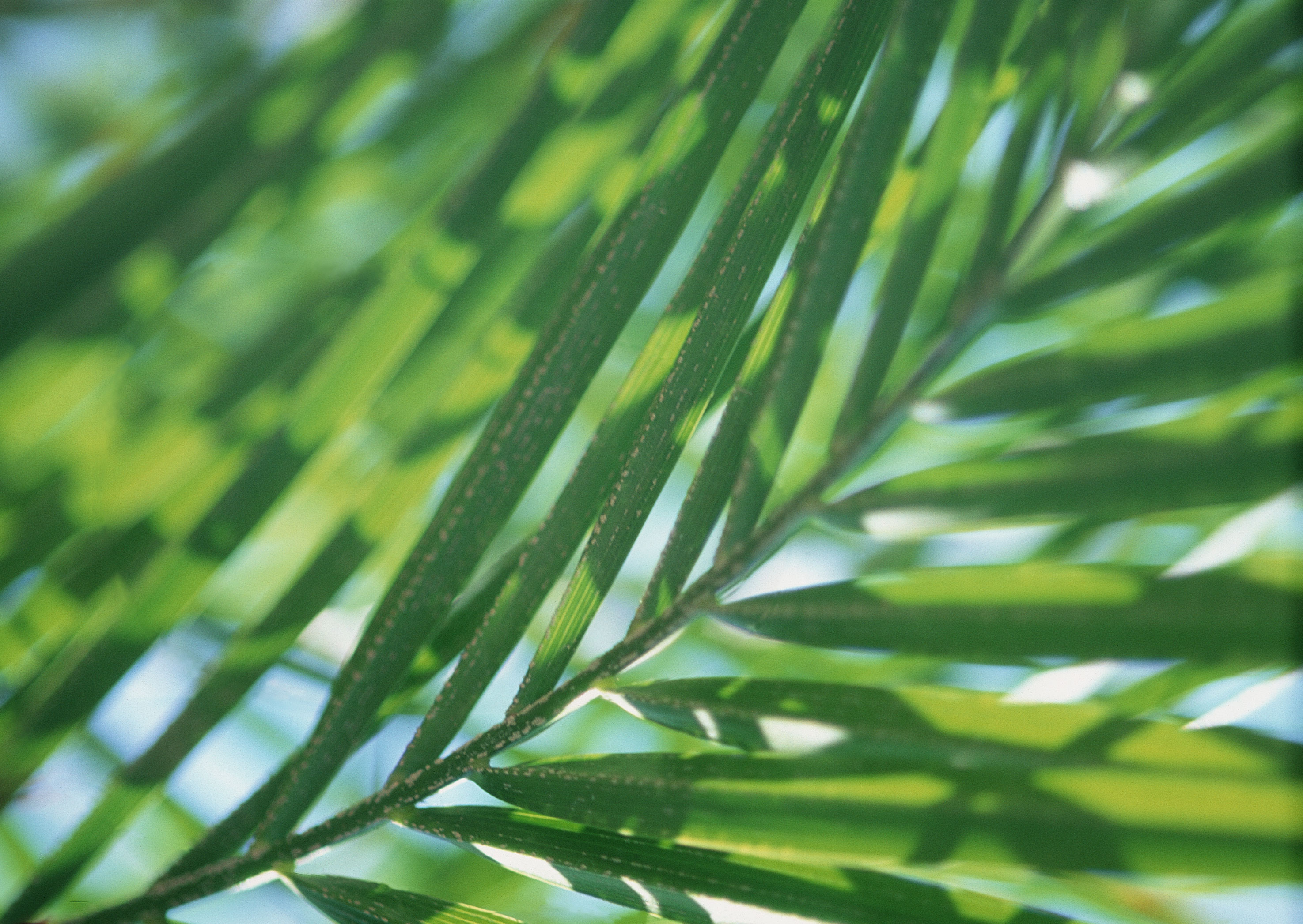 Free download high resolution image - free image free photo free stock image public domain picture -Palm leaves texture with shadow