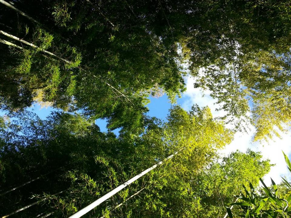 Free download high resolution image - free image free photo free stock image public domain picture  view of trees from below