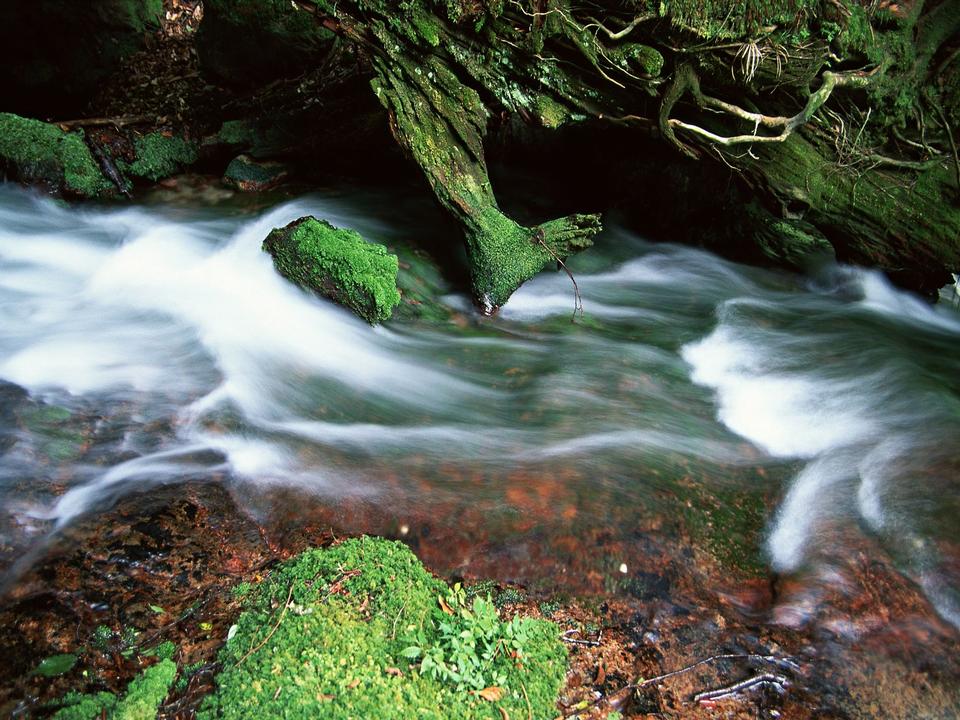 Free download high resolution image - free image free photo free stock image public domain picture  Mountain River in the wood and leave