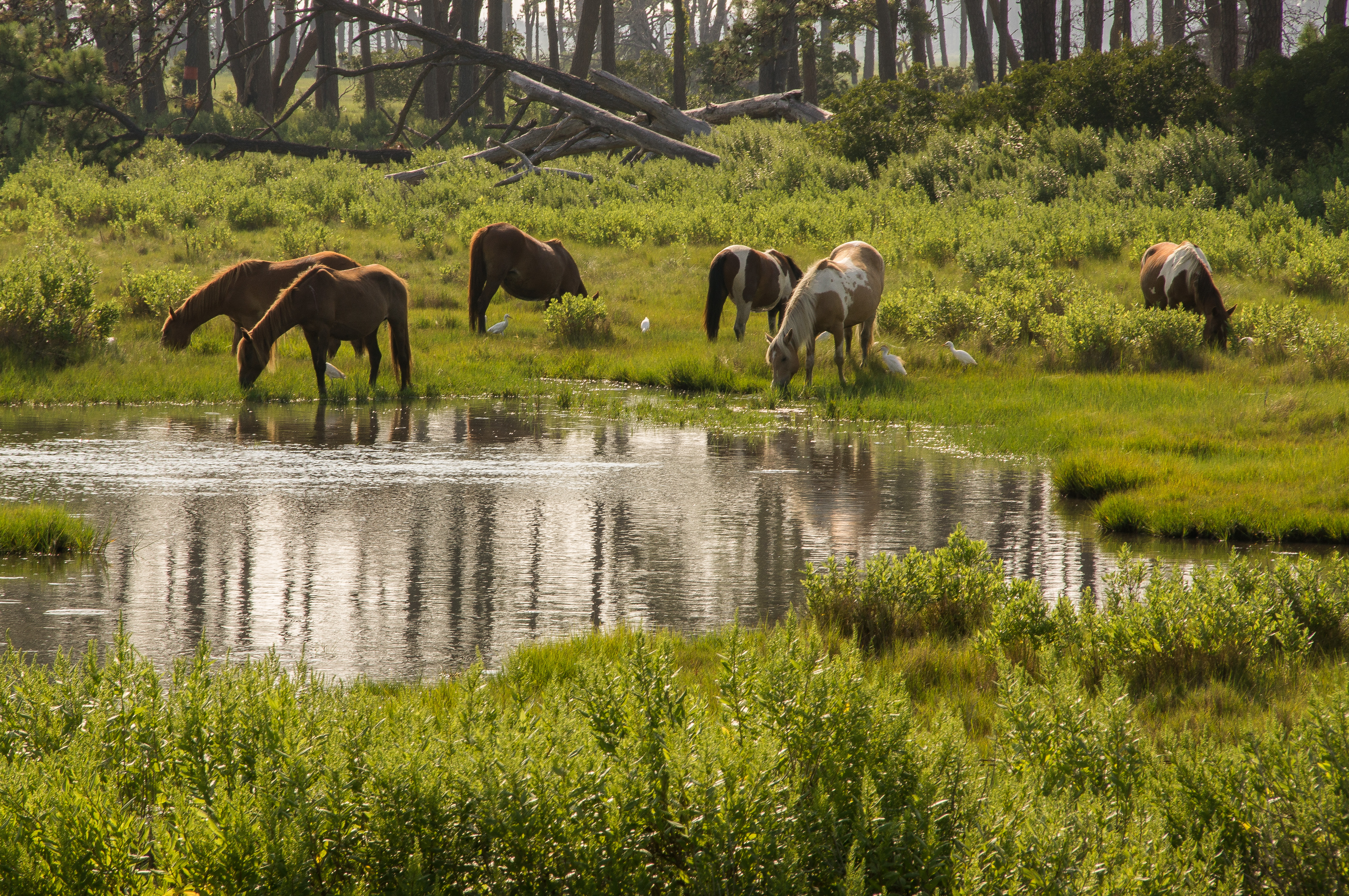 Free download high resolution image - free image free photo free stock image public domain picture -Chincoteague Virginia