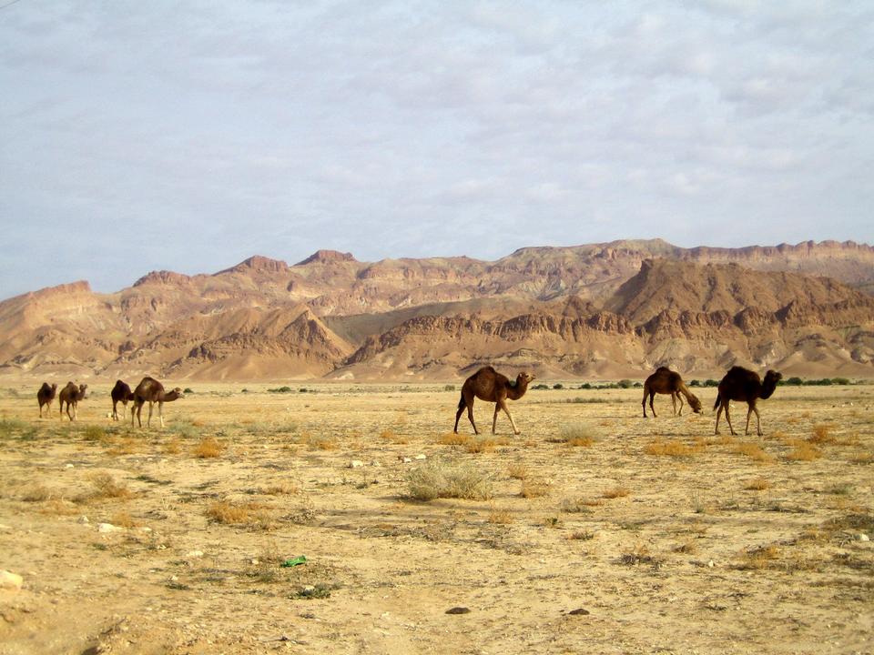 Free download high resolution image - free image free photo free stock image public domain picture  Camels in Sahara desert, Africa