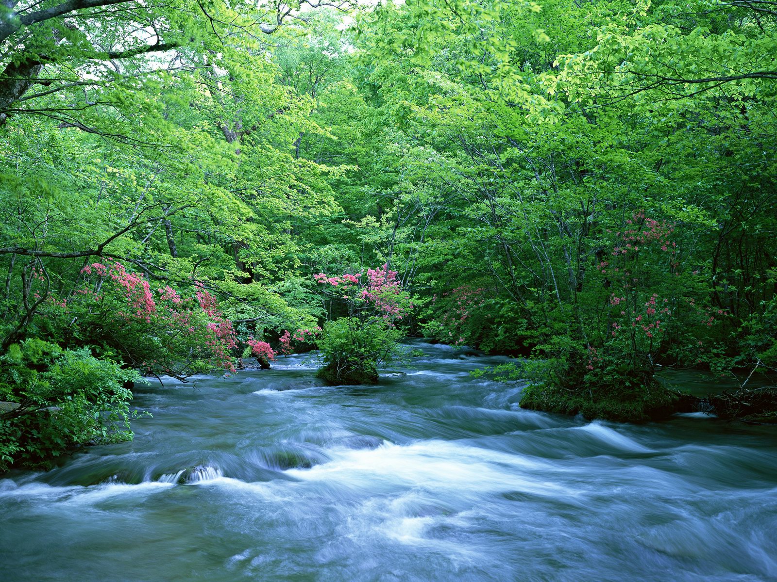 Free download high resolution image - free image free photo free stock image public domain picture -Mountain River in the forest