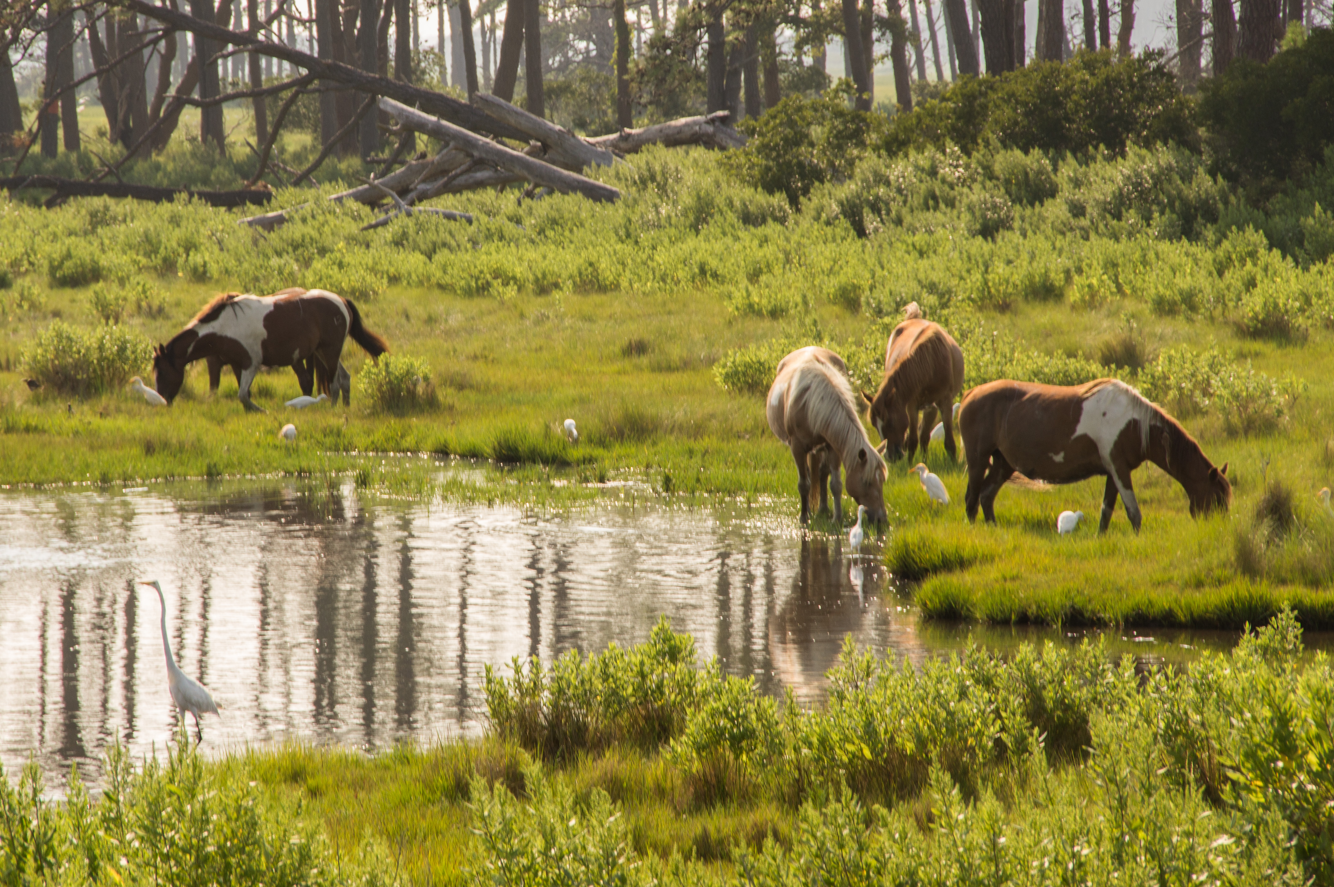 Free download high resolution image - free image free photo free stock image public domain picture -Chincoteague Virginia