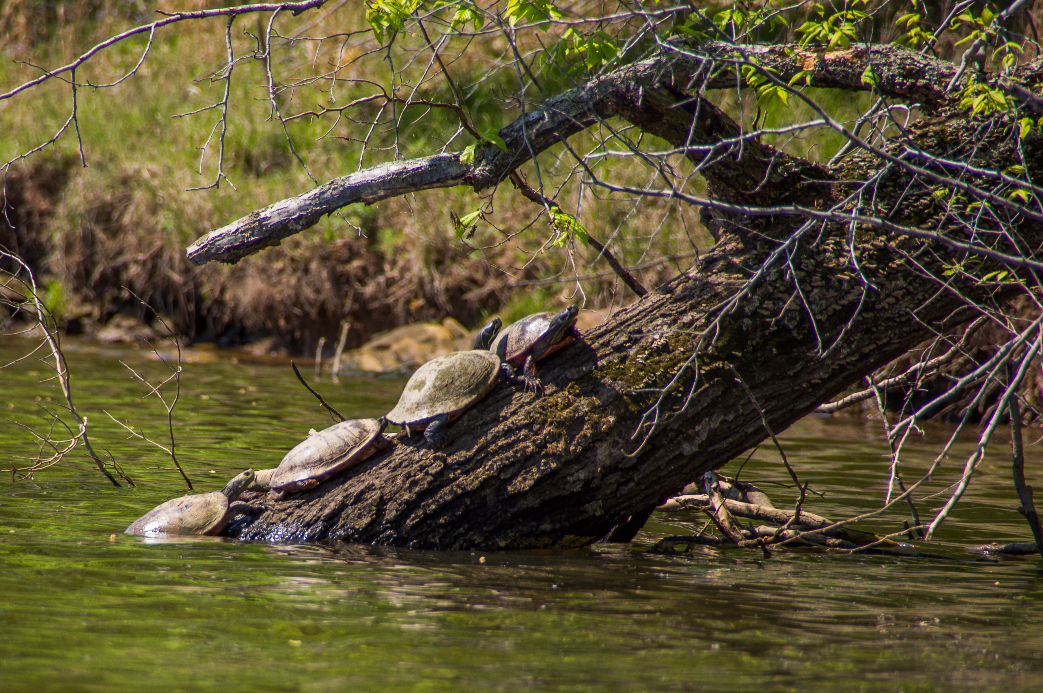 Free download high resolution image - free image free photo free stock image public domain picture -Fountainhead Regional Park, Virginia