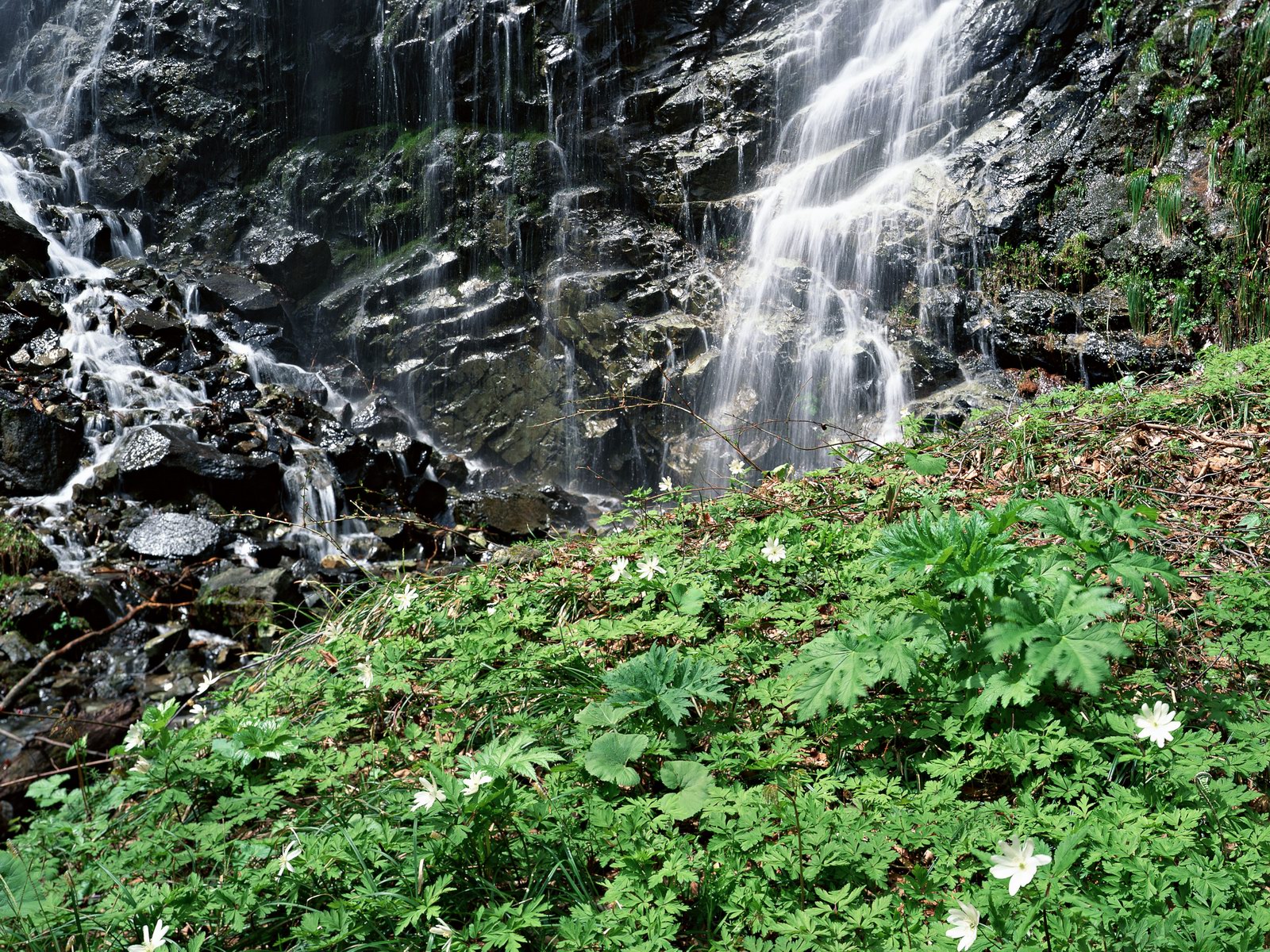 Free download high resolution image - free image free photo free stock image public domain picture -Waterfall in deep rain forest