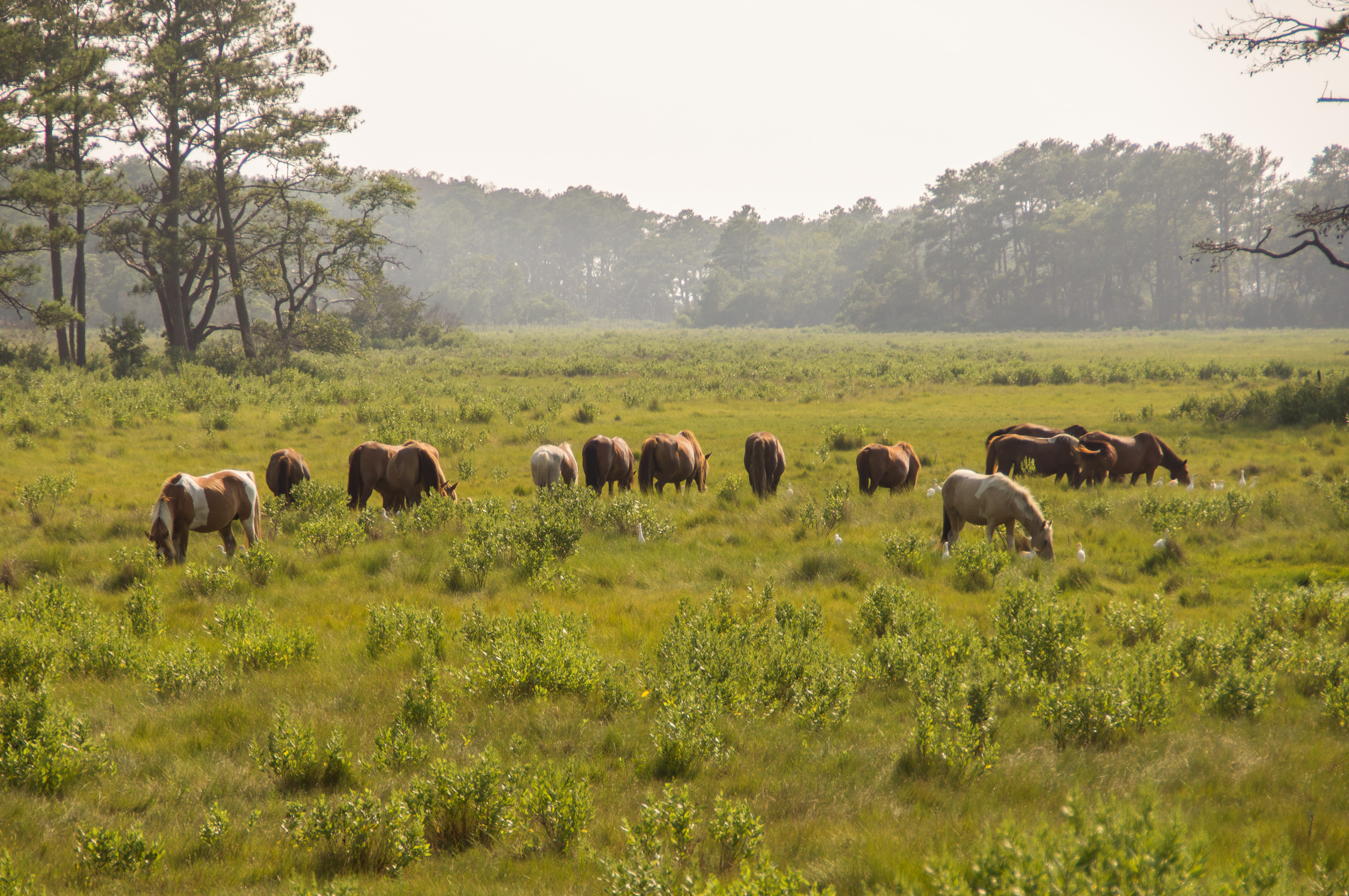 Free download high resolution image - free image free photo free stock image public domain picture -Chincoteague Virginia