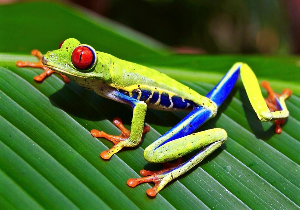 Free download high resolution image - free image free photo free stock image public domain picture  Red-eyed Tree Frog, Agalychnis callidryas