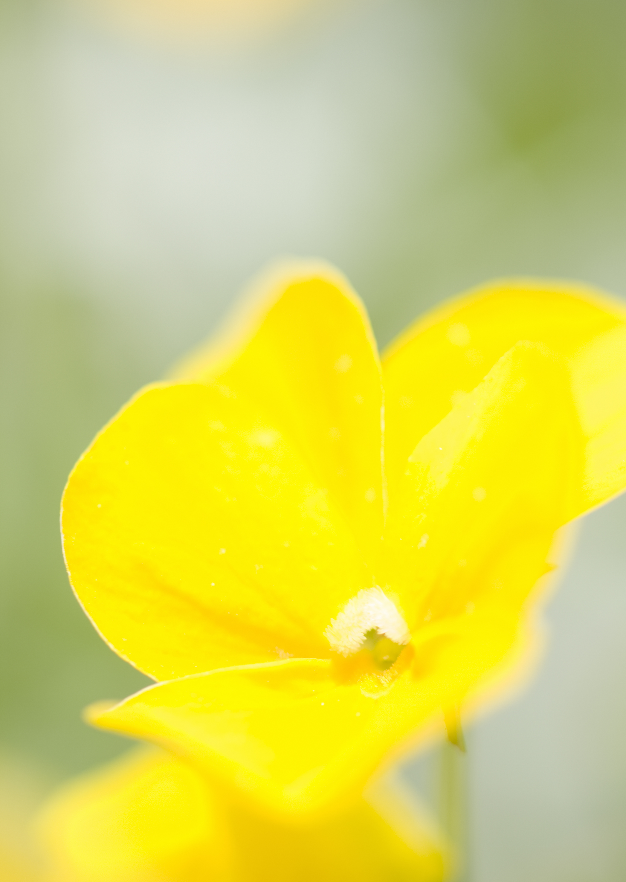 Free download high resolution image - free image free photo free stock image public domain picture -meadow yellow flower