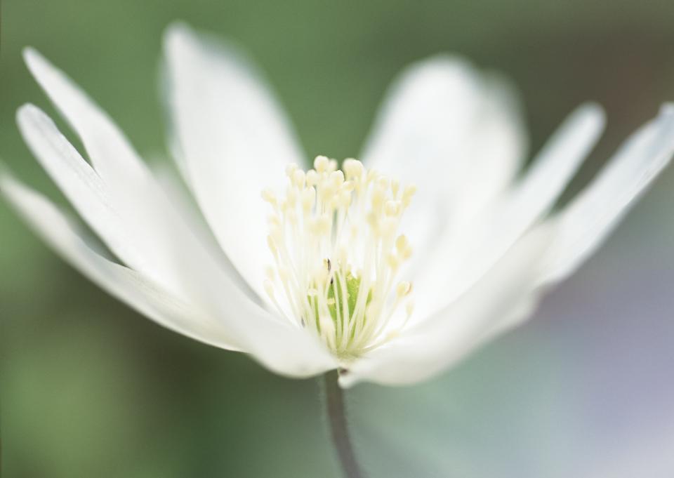 Free download high resolution image - free image free photo free stock image public domain picture  Summer wildflowers background