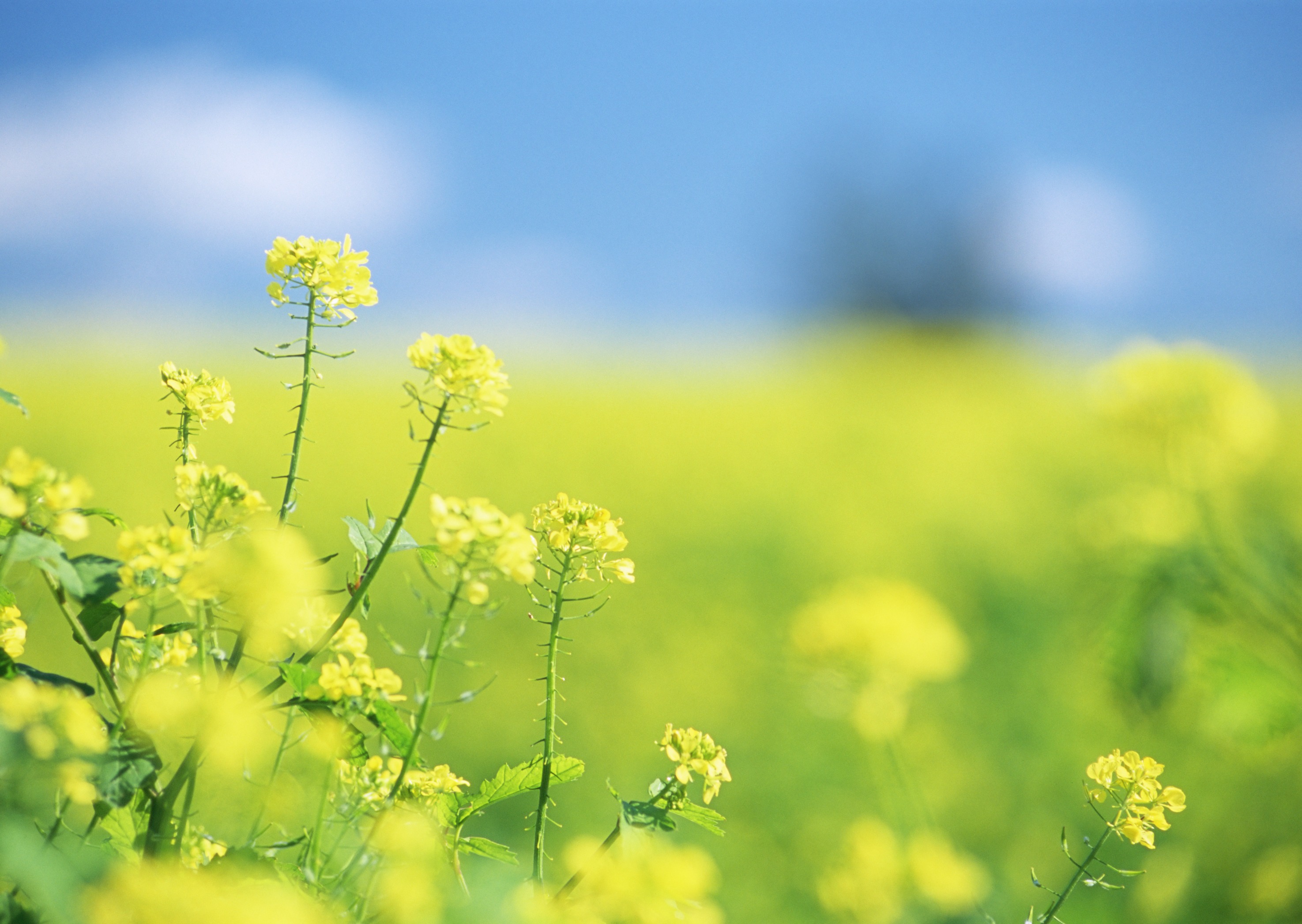 Free download high resolution image - free image free photo free stock image public domain picture -Field of spring flowers,blue sky