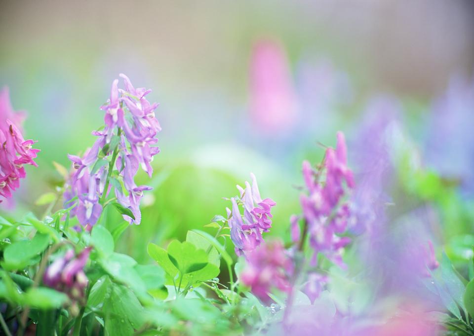 Free download high resolution image - free image free photo free stock image public domain picture  Purple Common Heather (Calluna vulgaris) flowers close up.