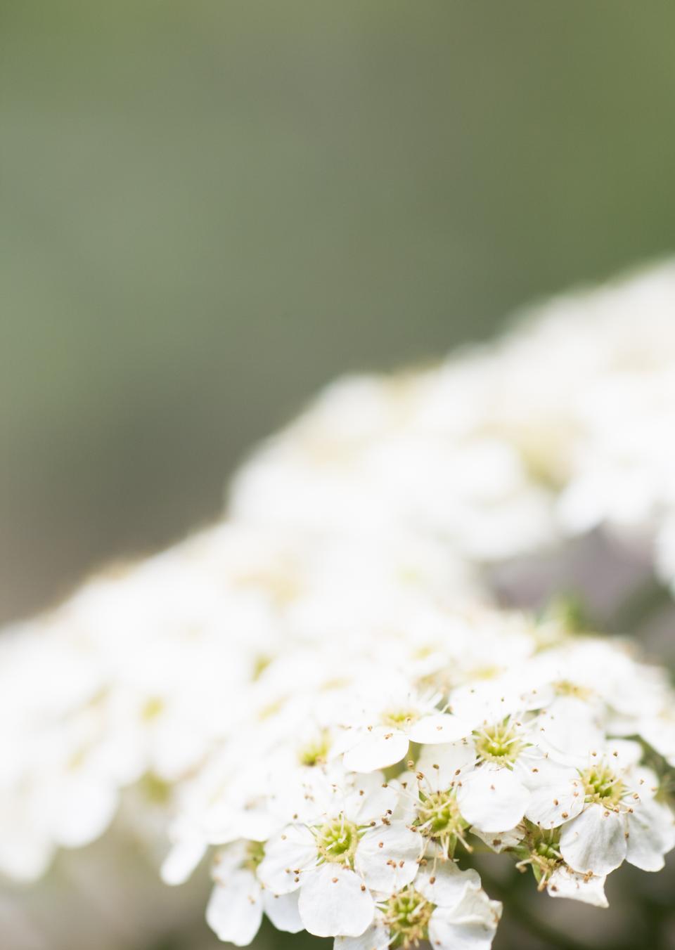 Free download high resolution image - free image free photo free stock image public domain picture  Anemone sylvestris (snowdrop anemone)