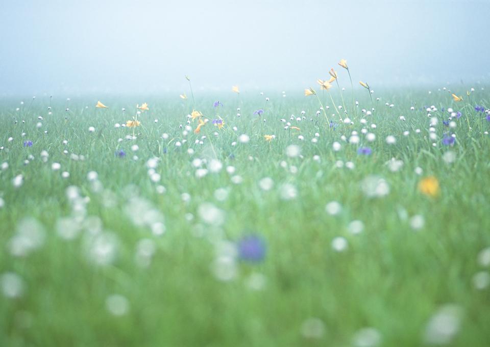 Free download high resolution image - free image free photo free stock image public domain picture  Wild white flowers on prairie