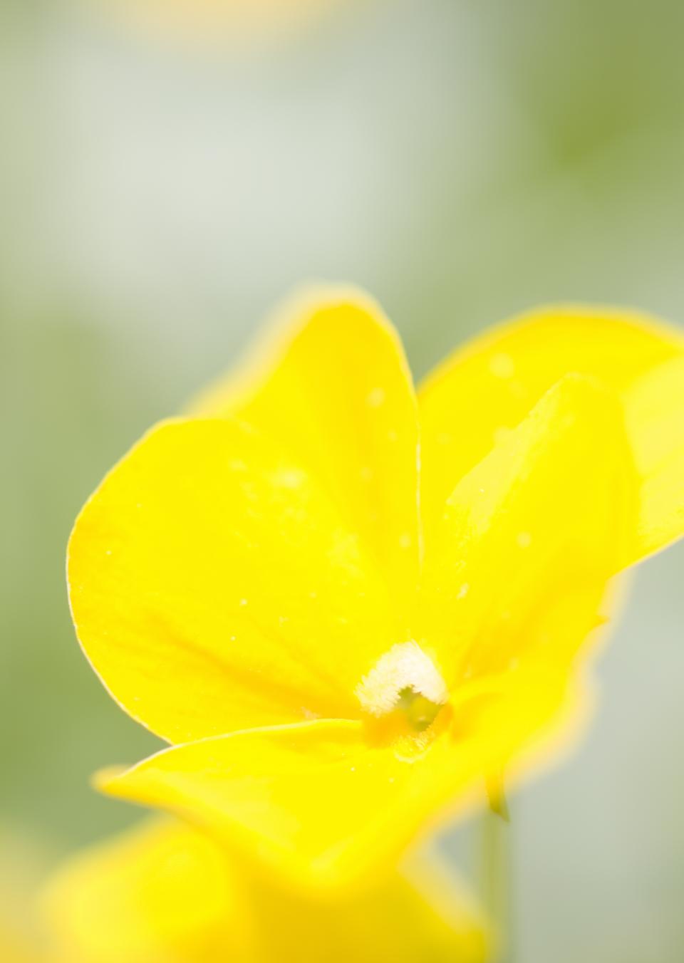 Free download high resolution image - free image free photo free stock image public domain picture  meadow yellow flower