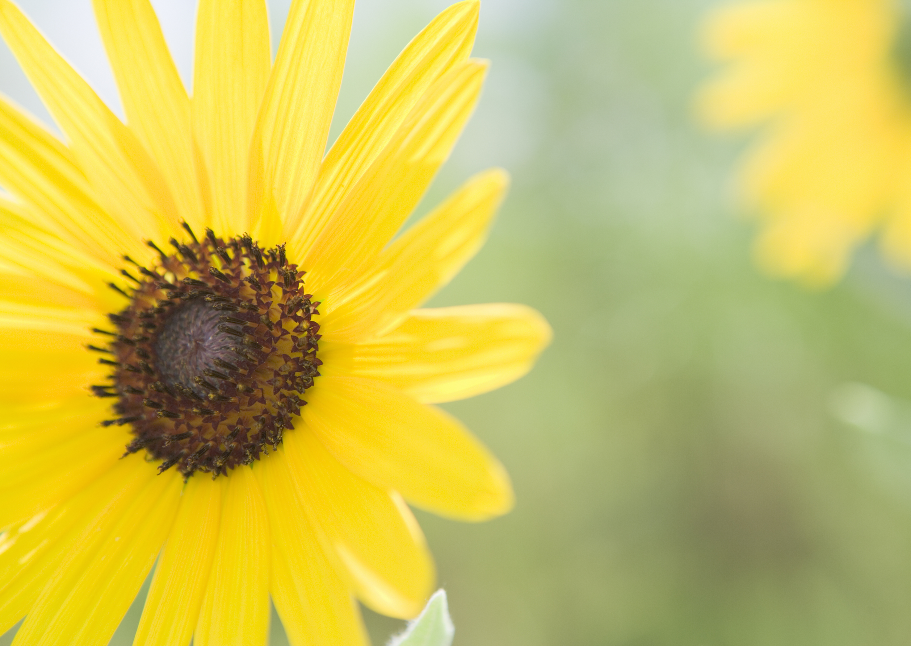 Free download high resolution image - free image free photo free stock image public domain picture -image - Sunflower field