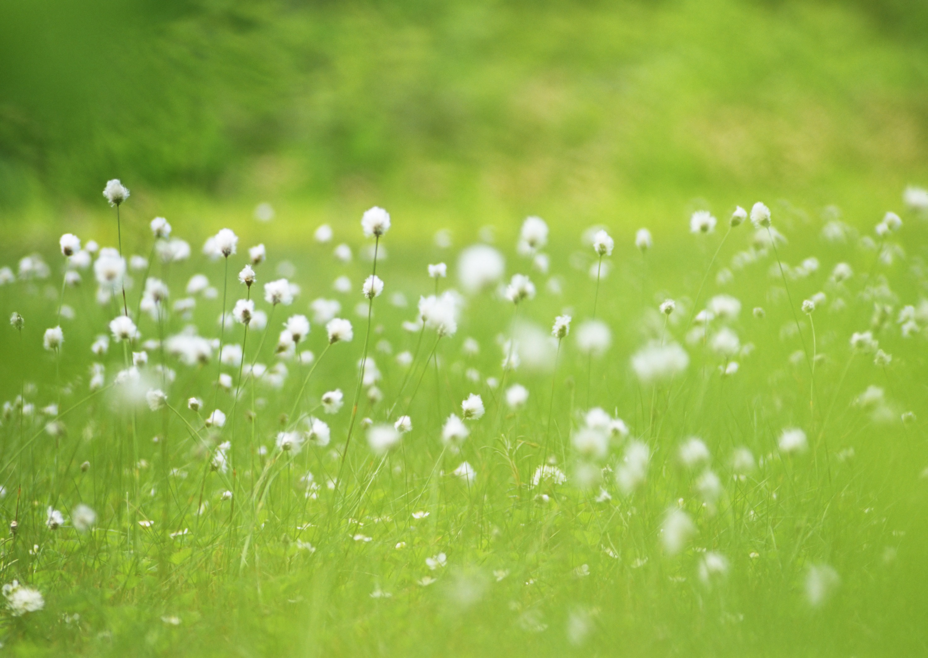 Free download high resolution image - free image free photo free stock image public domain picture -Wildflowers white