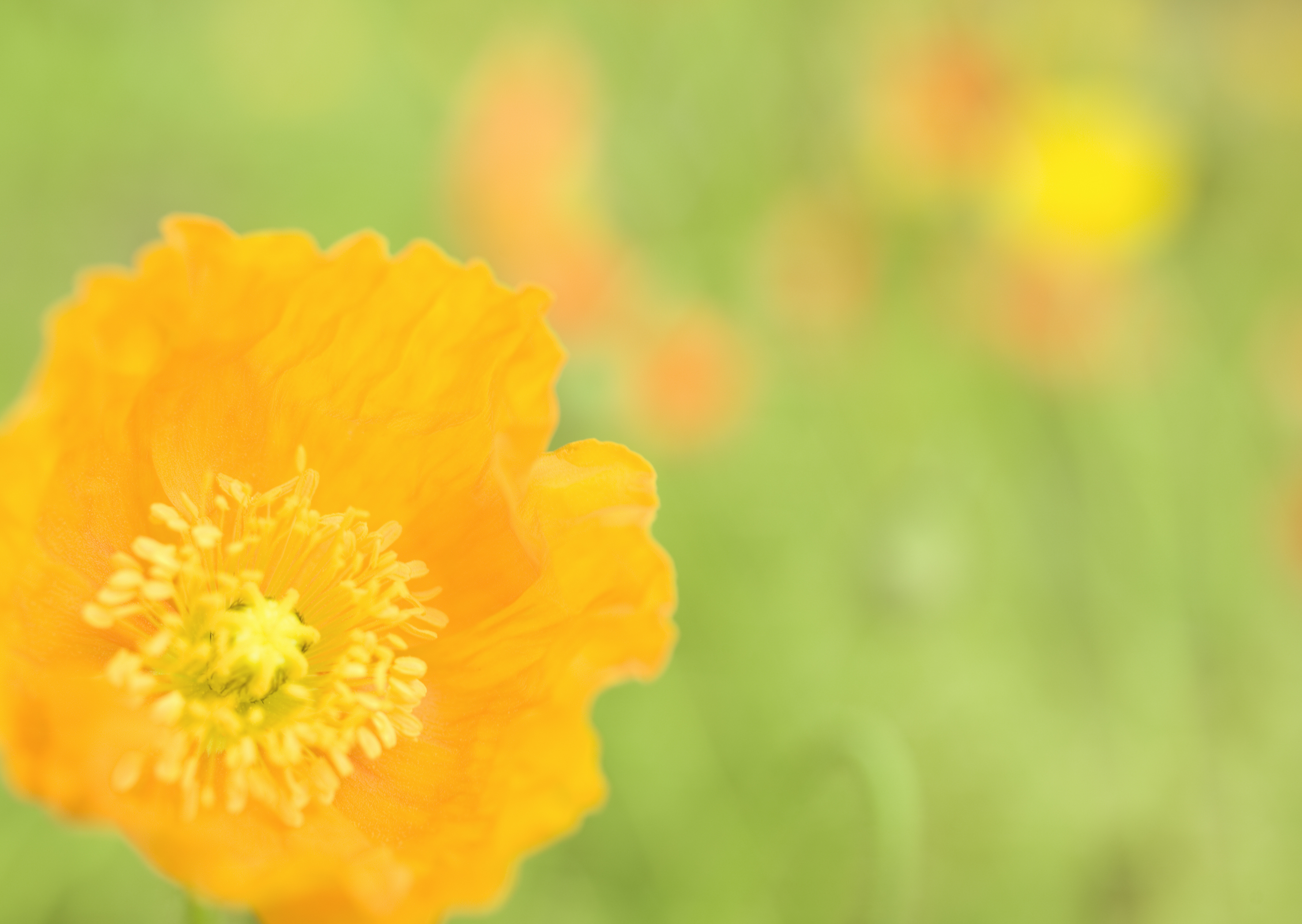 Free download high resolution image - free image free photo free stock image public domain picture -Wild Flower - Yellow wild poppy seed flower