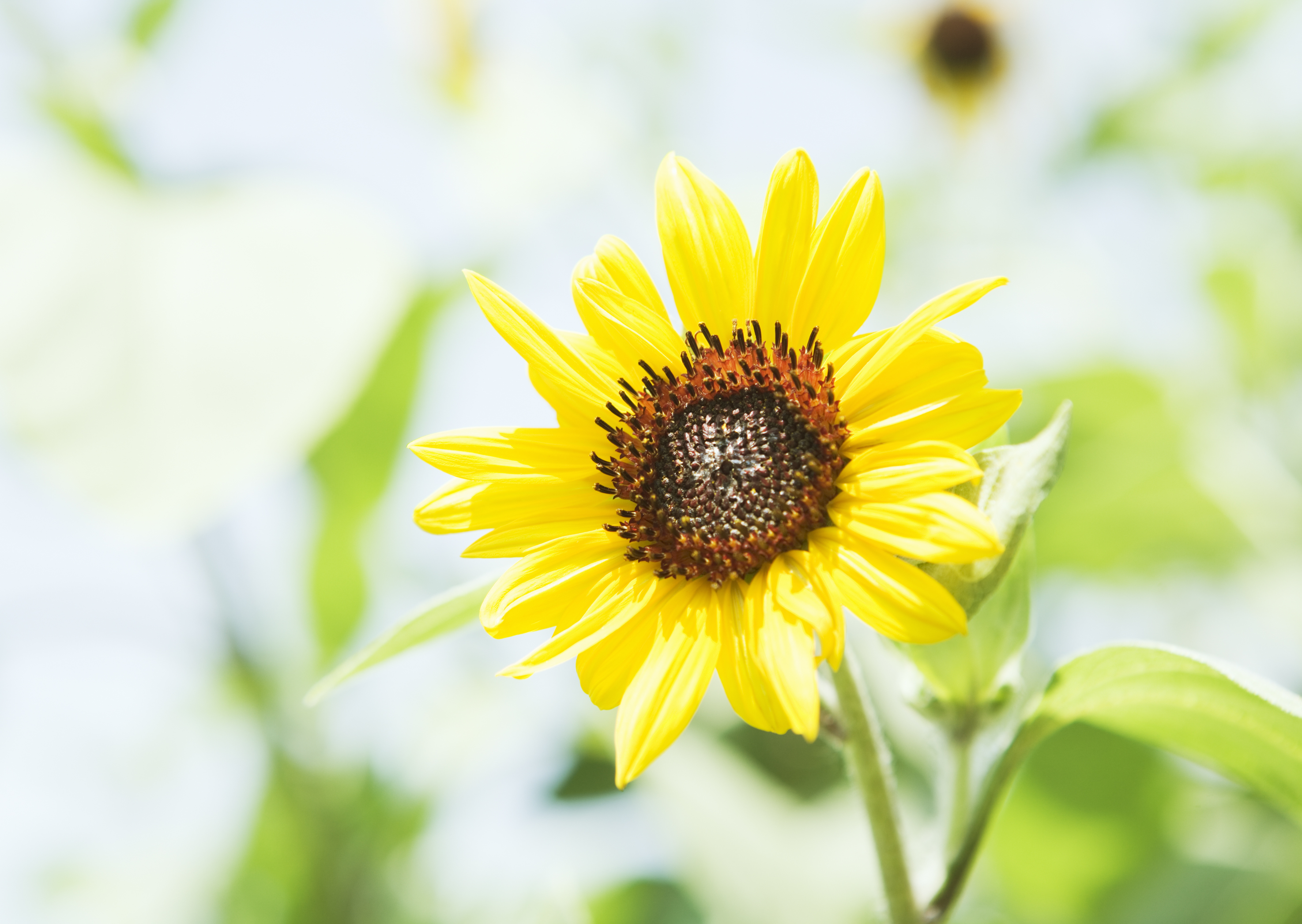 Free download high resolution image - free image free photo free stock image public domain picture -Agriculture stock image - Sunflower field