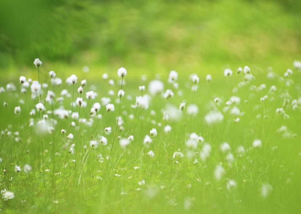 Free download high resolution image - free image free photo free stock image public domain picture  Wildflowers white