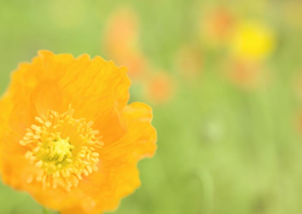 Free download high resolution image - free image free photo free stock image public domain picture  Wild Flower - Yellow wild poppy seed flower