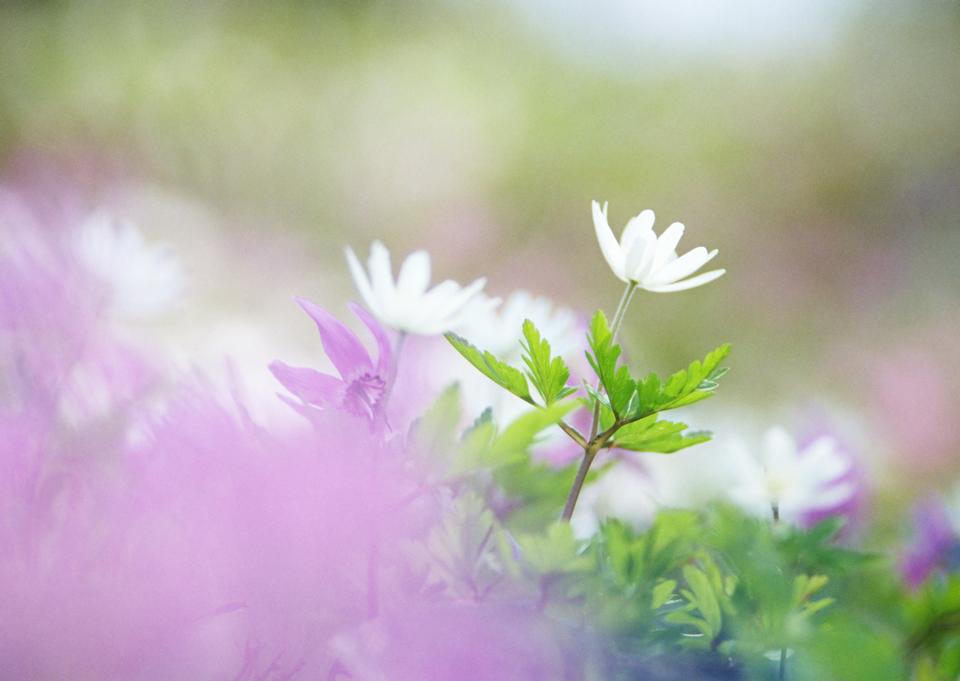 Free download high resolution image - free image free photo free stock image public domain picture  Wildflowers in orchard, summertime