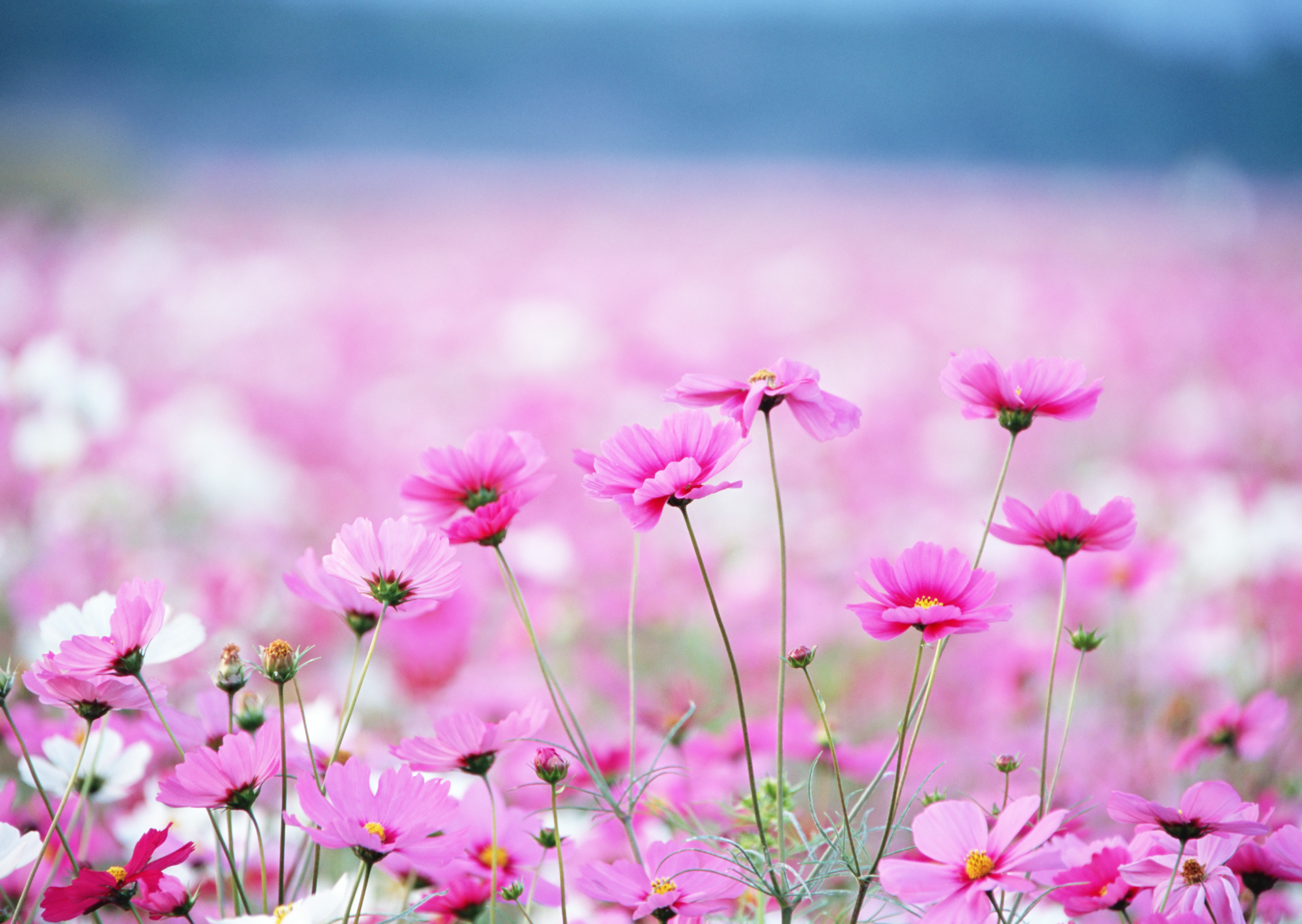 Free download high resolution image - free image free photo free stock image public domain picture -Colorful Cosmos flower field in Japan, beautiful garden