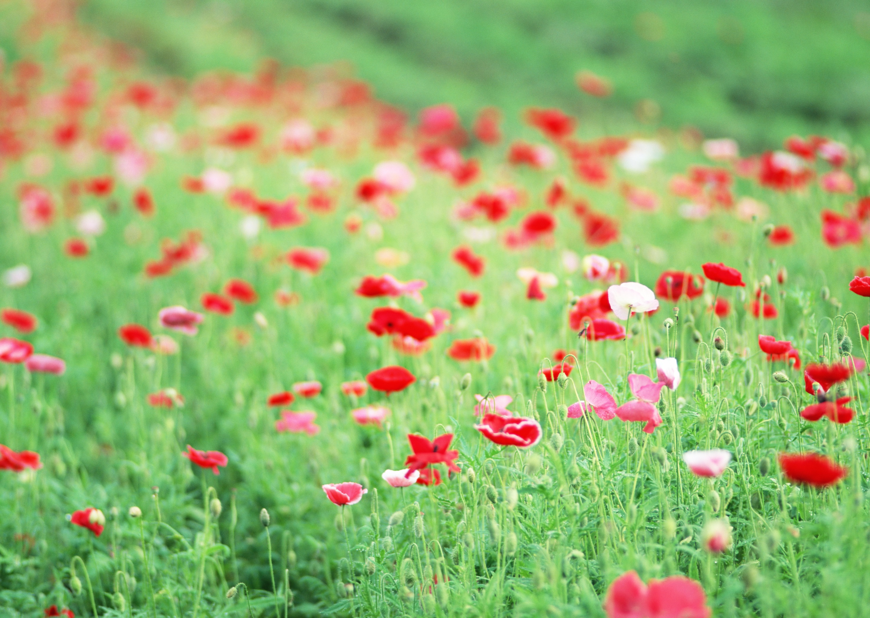 Free download high resolution image - free image free photo free stock image public domain picture -Red poppies on green field